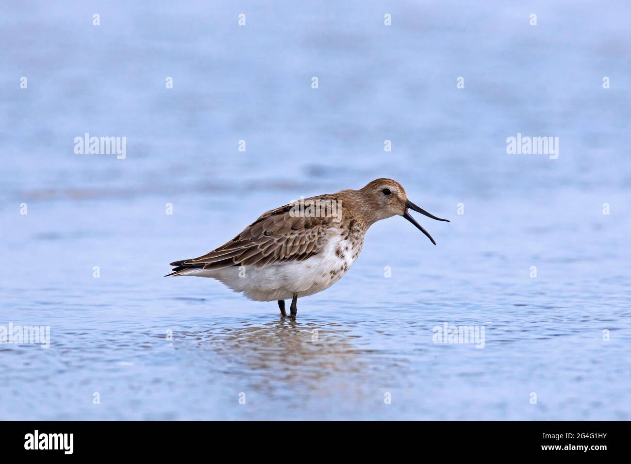 Dunlin (Calidris alpina) en hiver plumage appelant sur la plage en automne Banque D'Images