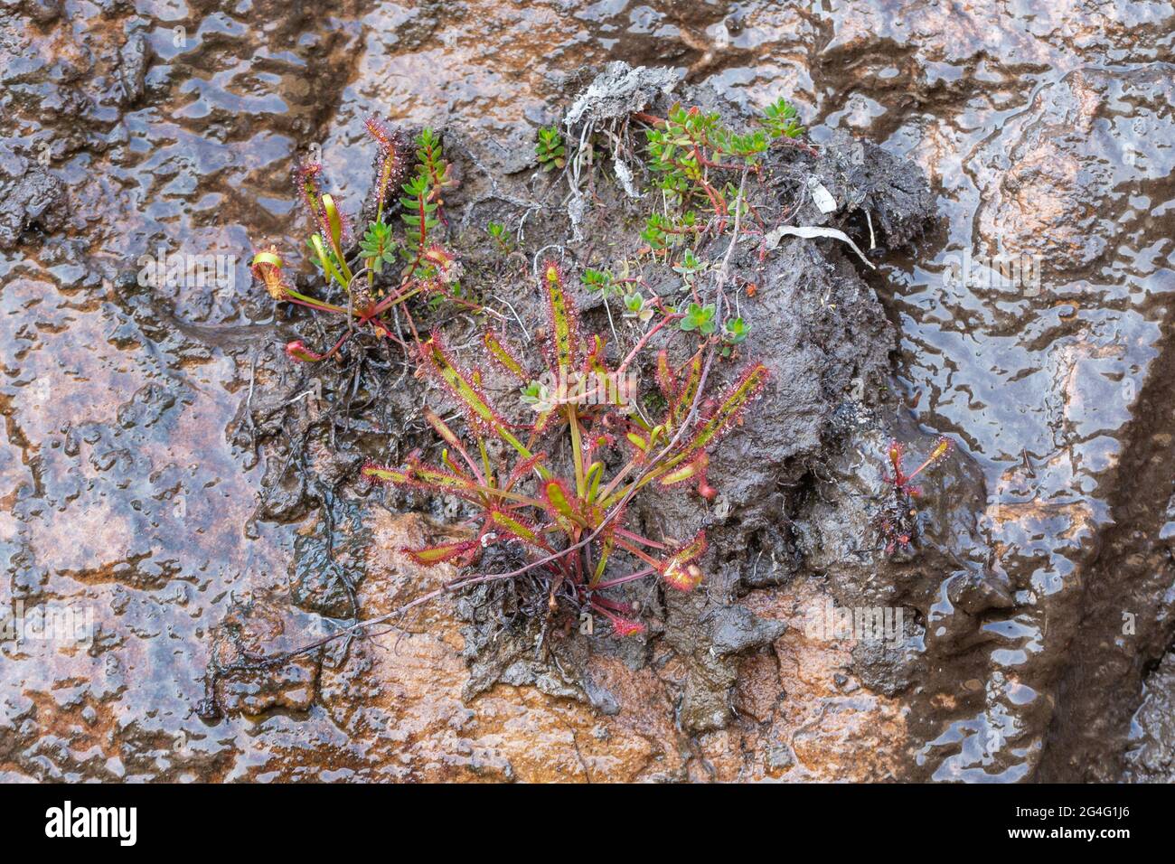 Drosera capensis (le cap Sundew) pousse sur un mur vertical sur le Gifberg, près de Vanrhynsdorp, dans le Cap occidental de l'Afrique du Sud Banque D'Images