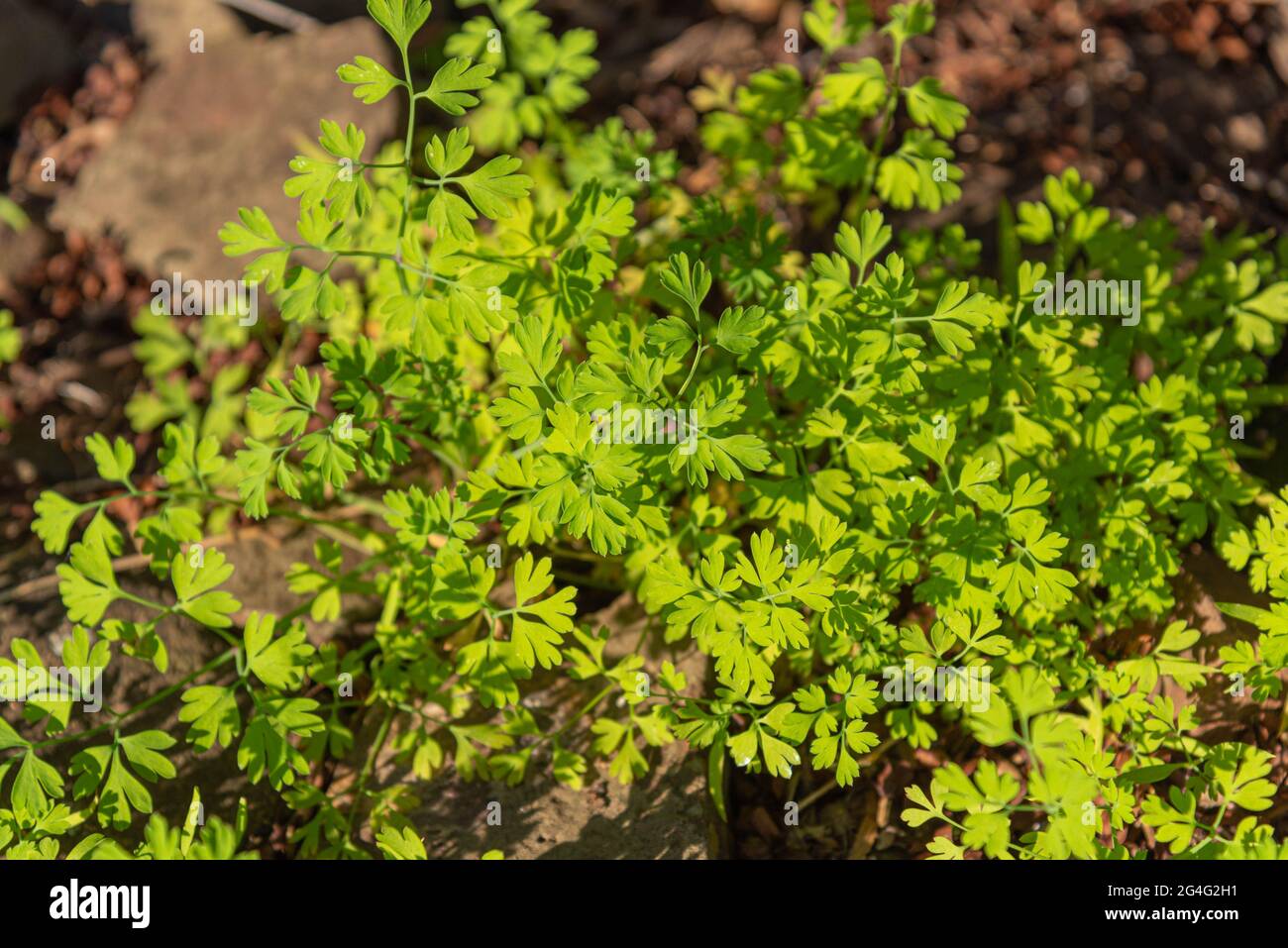 Trifolium repens un groupe de plantes herbacées. Plante qui fait partie de la famille des Fabaceae, qui rassemble une série de légumes. En plus d'être Banque D'Images