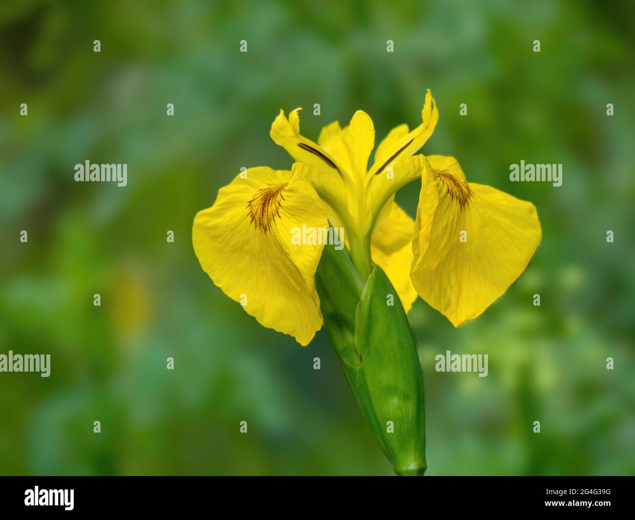 Iris jaune sauvage, Iris Pseudacorus. Banque D'Images