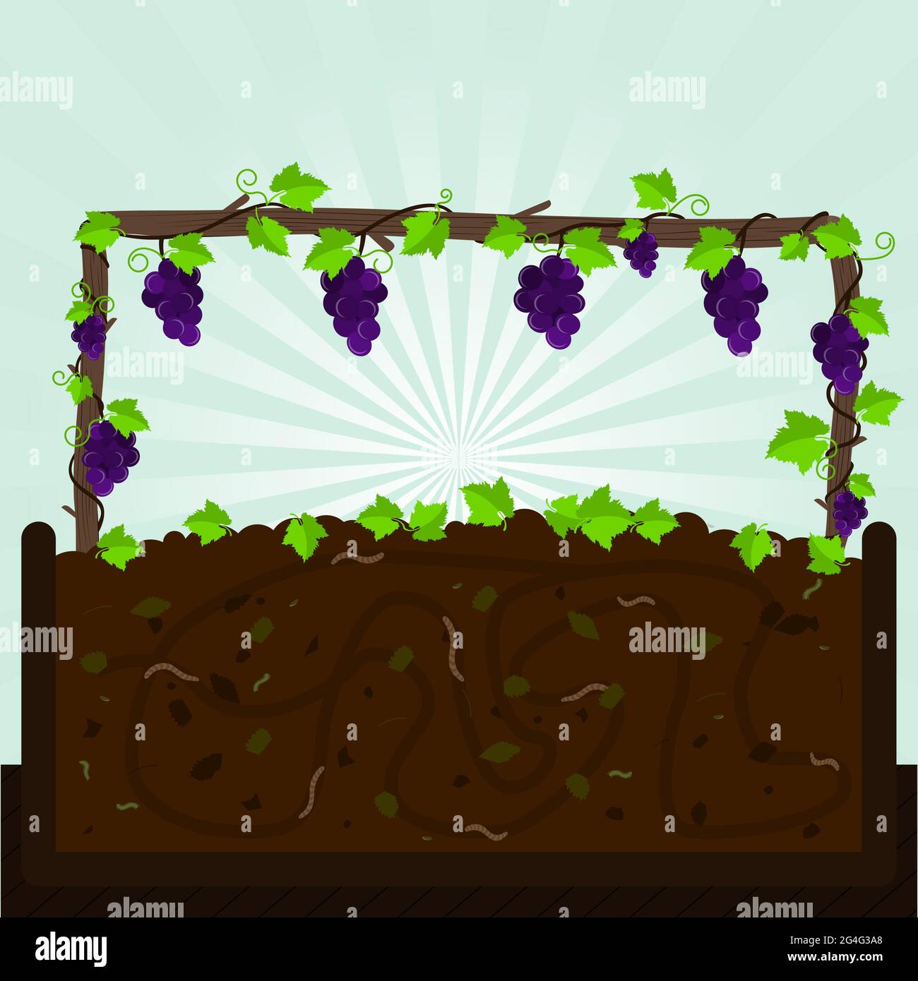 Grapevine. Bouquet de raisins et processus de compostage avec matière organique, micro-organismes et vers de terre. Feuilles tombées sur le sol. Illustration de Vecteur