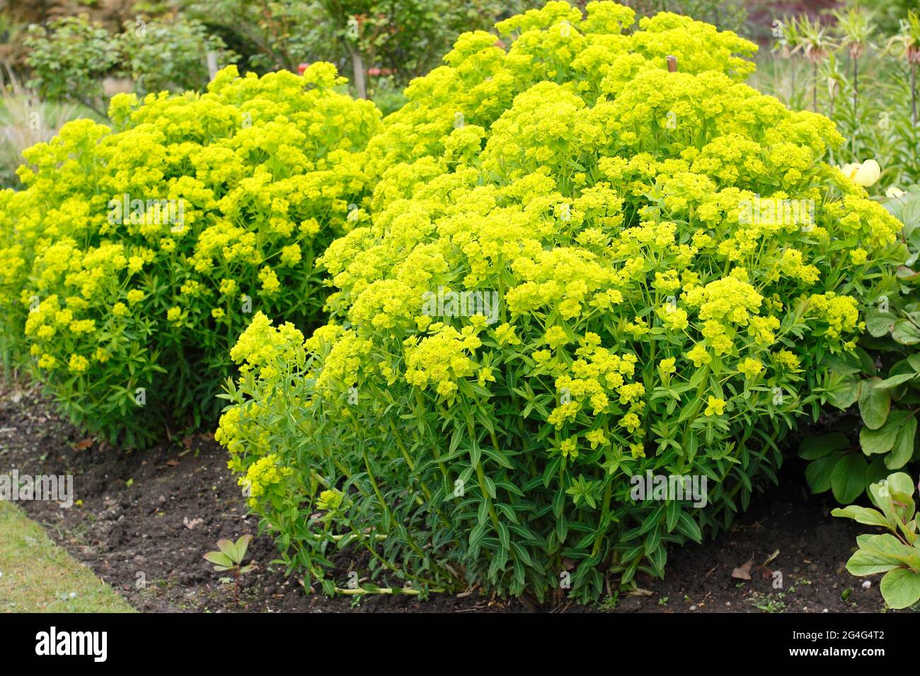 Euphorbia palustris, ou Mrsh spup, présentant des fleurs jaunes de soufre caractéristiques. Banque D'Images