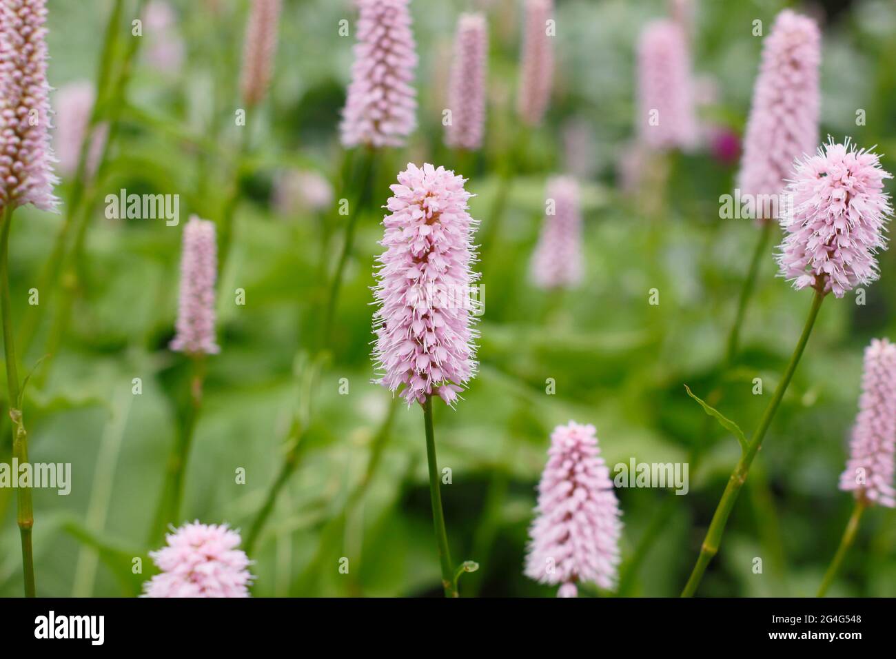 Persicaria bistorta ‘Superba’. Bistri commun croissant dans un jardin. ROYAUME-UNI Banque D'Images