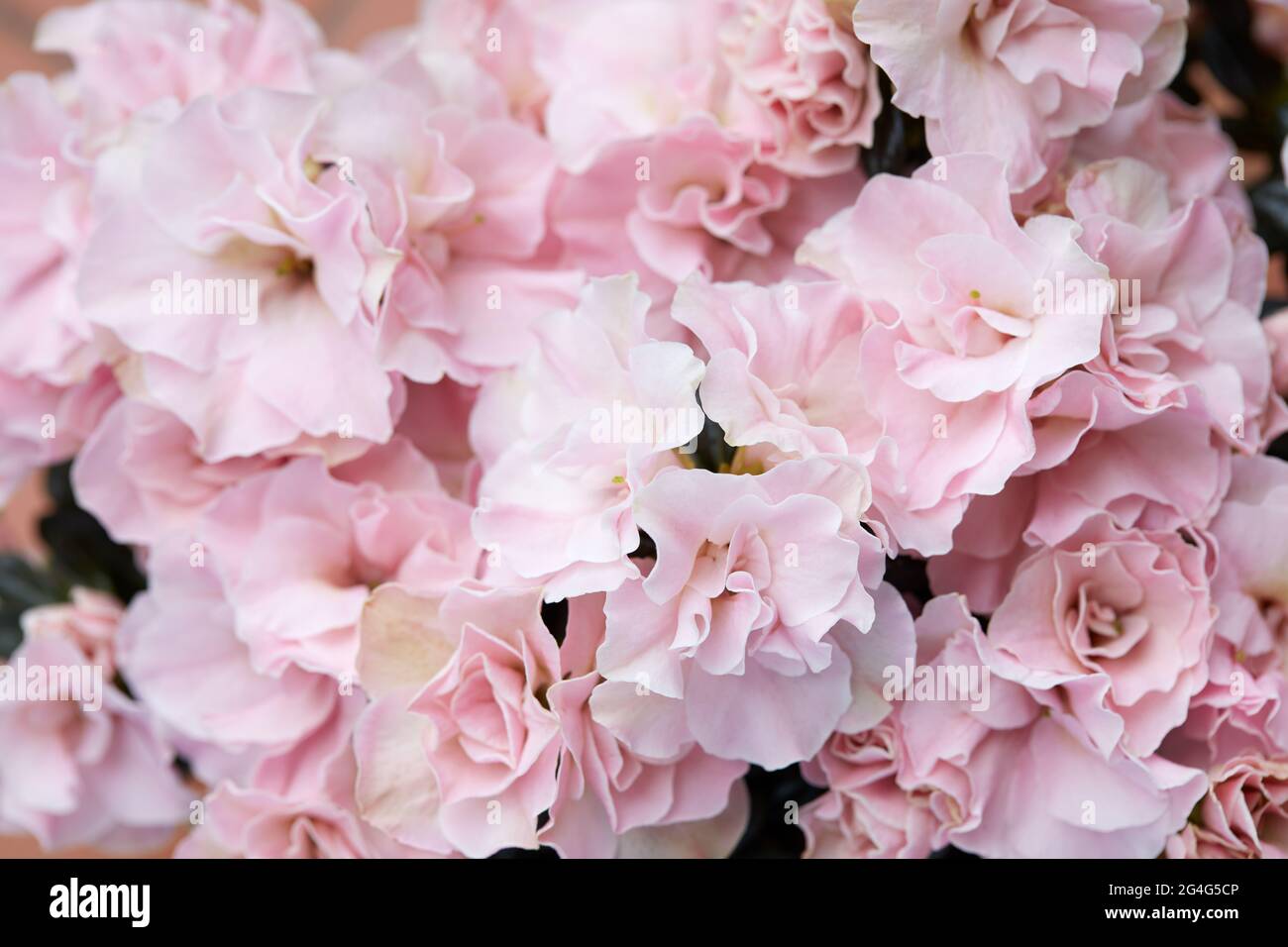 Rose azalea fleurs texture fond, haut détaillé Banque D'Images