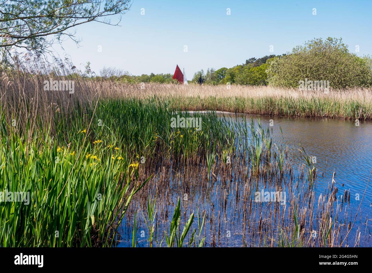 Scène paisible sur les Broads de Norflok au bord de la rivière Ant avec un bateau à voile rouge passant par - Norfolk UK Banque D'Images
