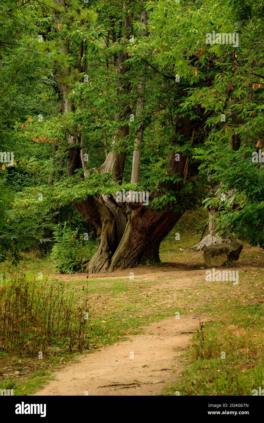 Castanyer des Nou Branques (châtaignier avec neuf branches) et plusieurs vieux châtaignier dans ses environs (Viladrau, Montseny, Catalogne) Banque D'Images