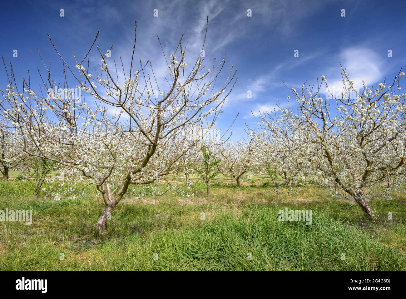 Cerisiers en fleurs au printemps près du village de Miravet (Tarragone, Catalogne, Espagne) ESP: Campos de cerezos florecidos en primavera cerca de Miravet Banque D'Images