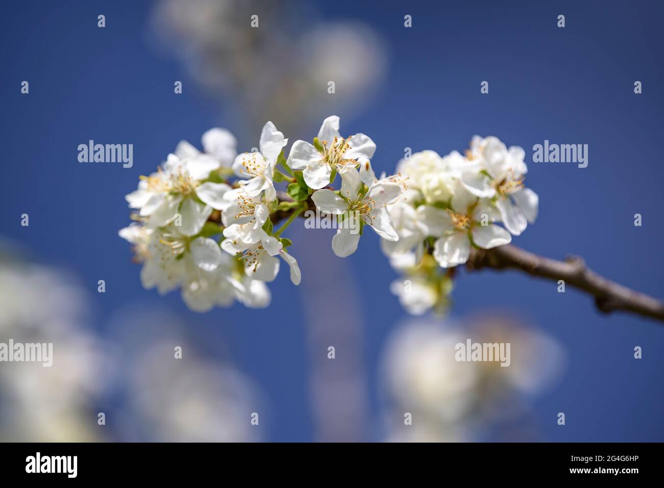 Fleurs de cerisier fleuries au printemps près du village de Miravet (Tarragone, Catalogne, Espagne) ESP: Flores de cerezos floreciendo en primavera cerca de Miravet Banque D'Images