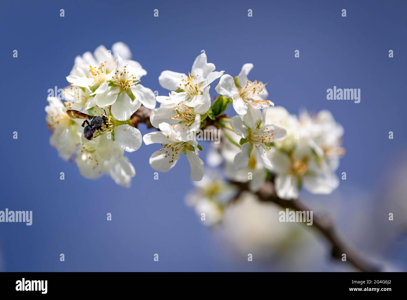 Fleurs de cerisier fleuries au printemps près du village de Miravet (Tarragone, Catalogne, Espagne) ESP: Flores de cerezos floreciendo en primavera cerca de Miravet Banque D'Images