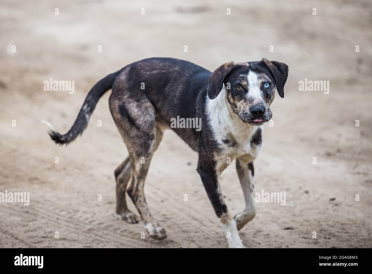 Grand chien de race mixte de ferme noir et blanc Banque D'Images