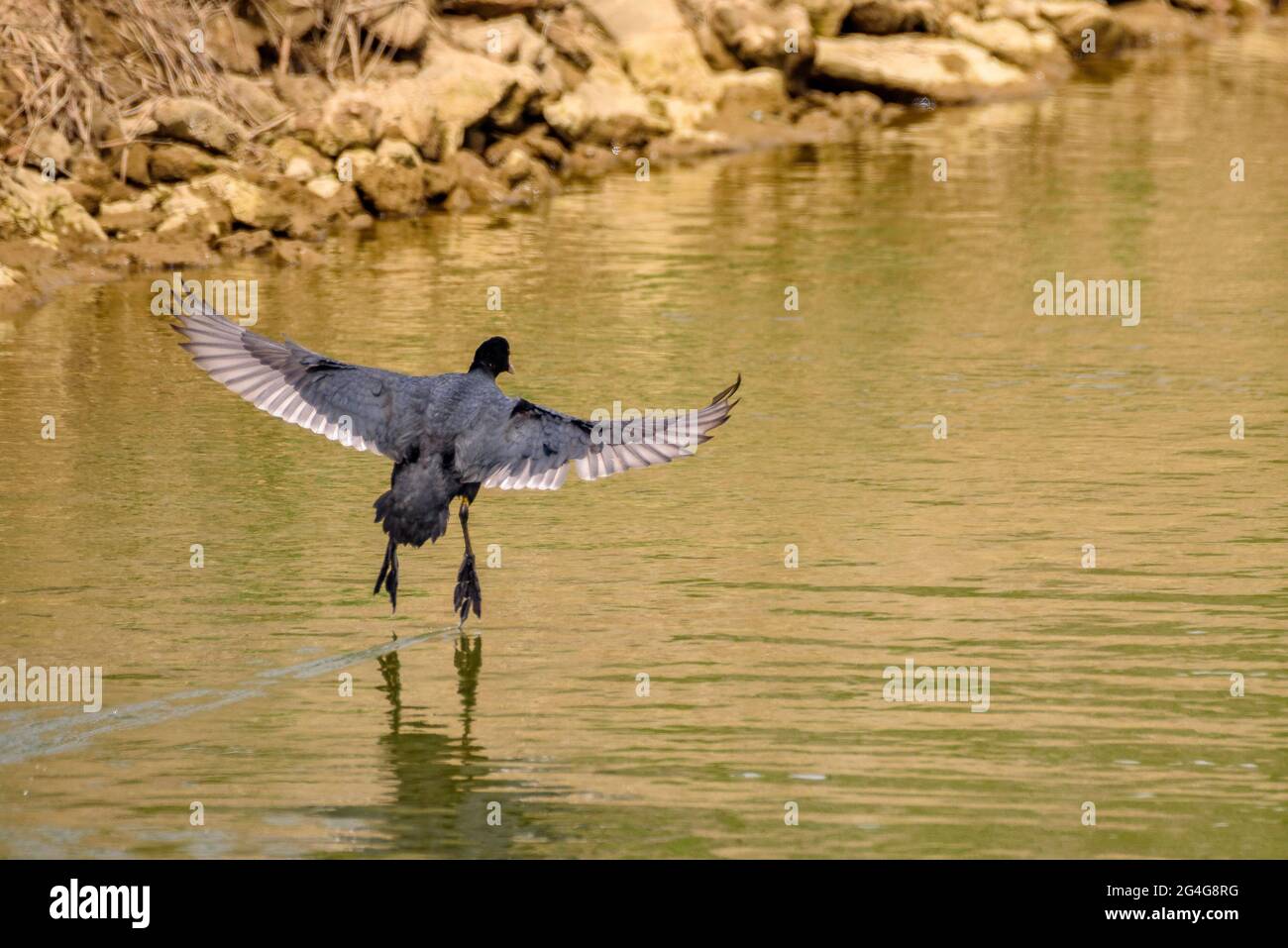 Canard volant dans un canal de drainage du delta de l'Ebro (Tarragone, Catalogne, Espagne) ESP: Un pato volando en un canal de desague del Delta del Ebro Banque D'Images