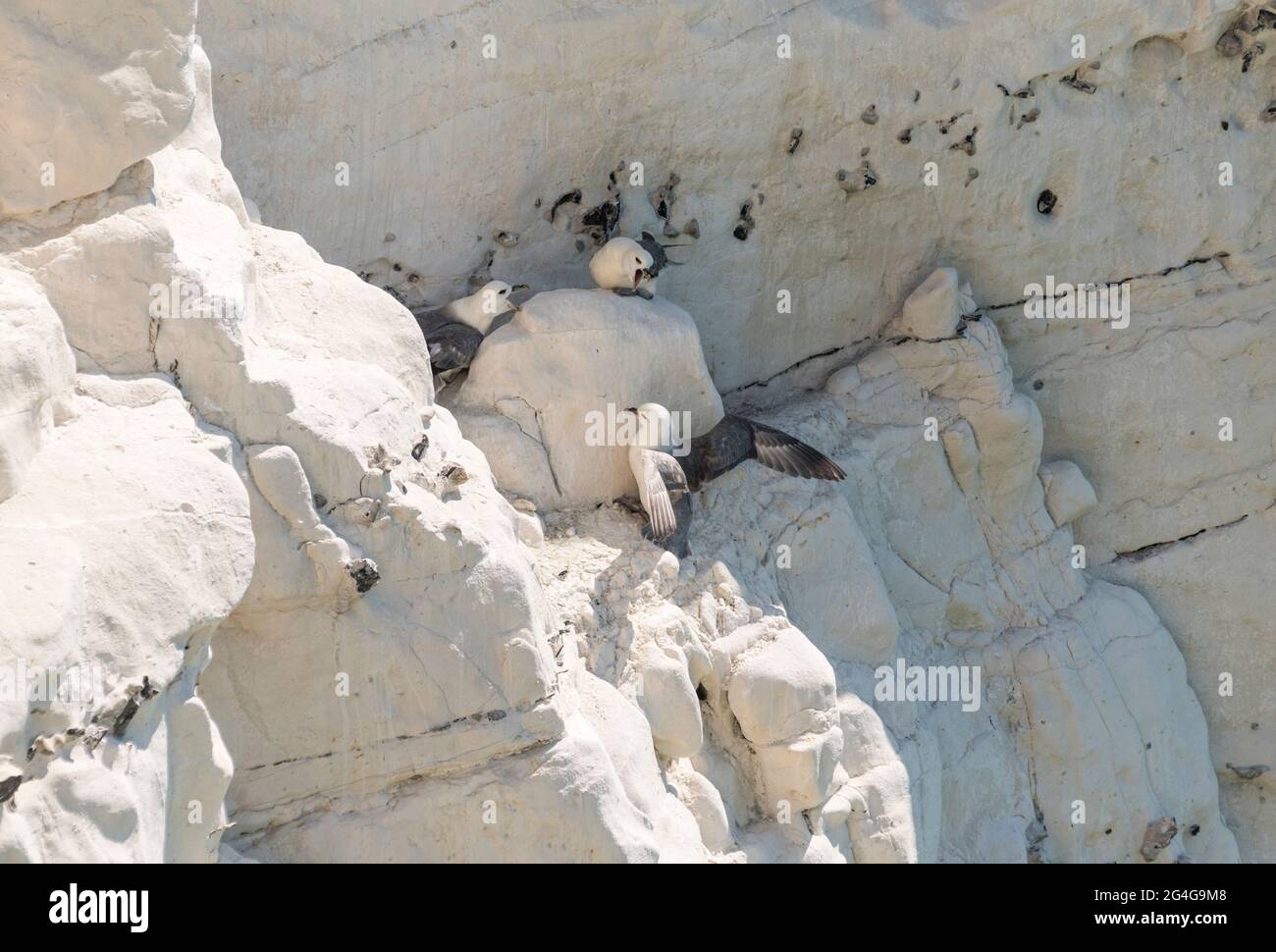 Fulmars nicheurs (Fulmarus glacialis) Banque D'Images