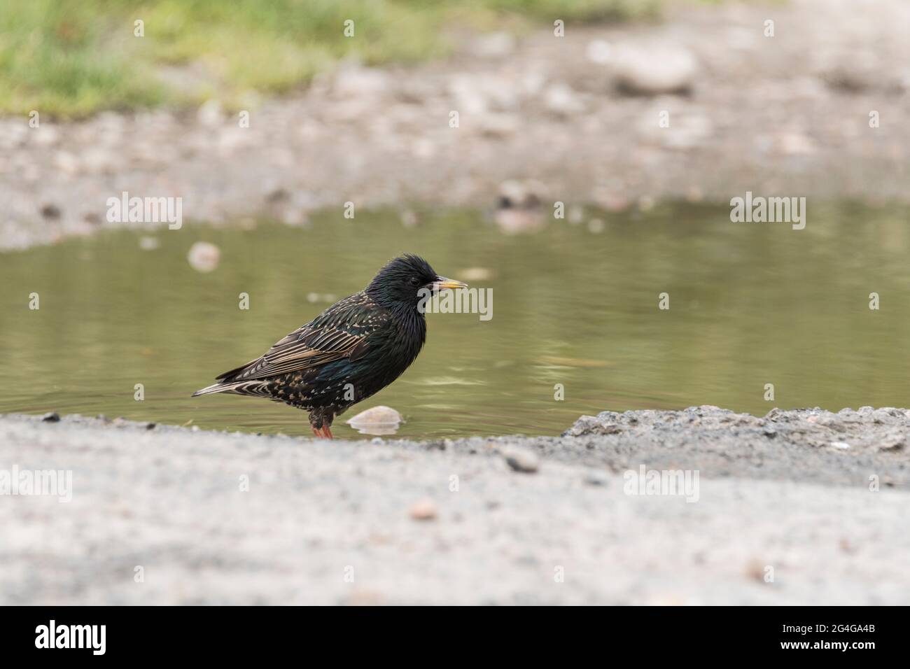 Starling (Sternus vulgaris) à côté d'un flaque utilisé pour boire et se baigner Banque D'Images