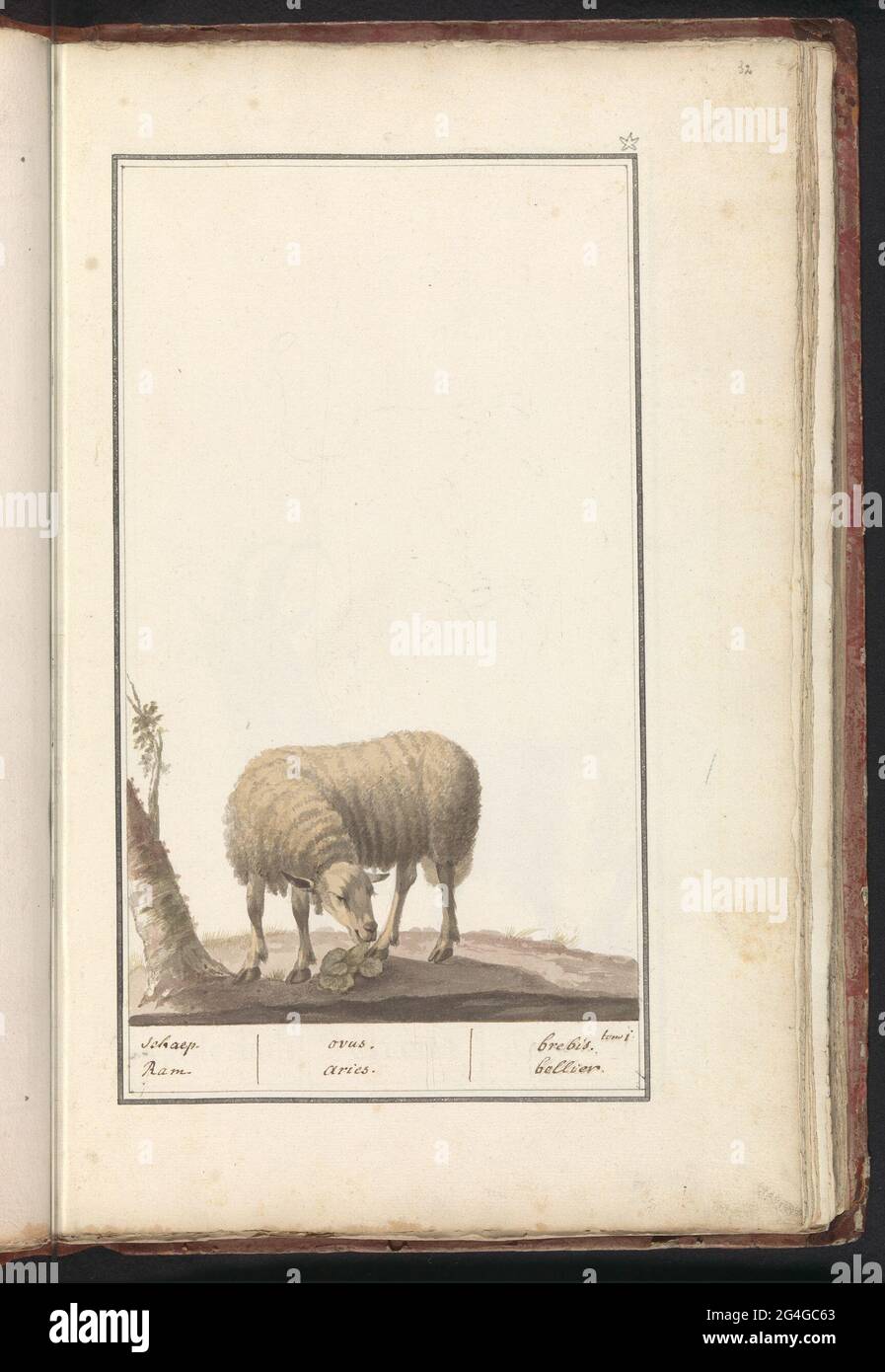 Mouton (Ovis Aries); Schaep. RAM. / Ovus. Bélier. / Brebis. Bellier ..  Moutons (RAM). Sans numéro. Signature en haut à droite avec un astérisque.  Partie du premier album avec des dessins d'amis