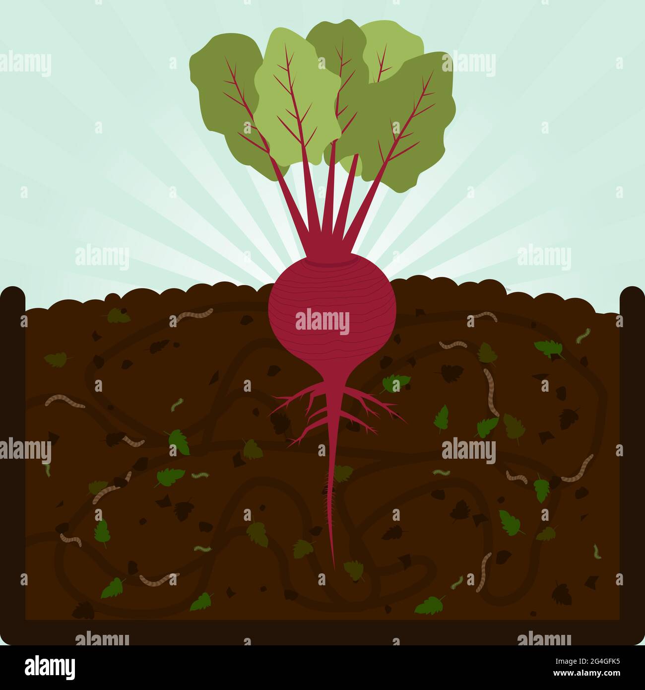 Plantation de betteraves. Processus de compostage avec matière organique, micro-organismes et vers de terre. Feuilles tombées sur le sol. Illustration de Vecteur