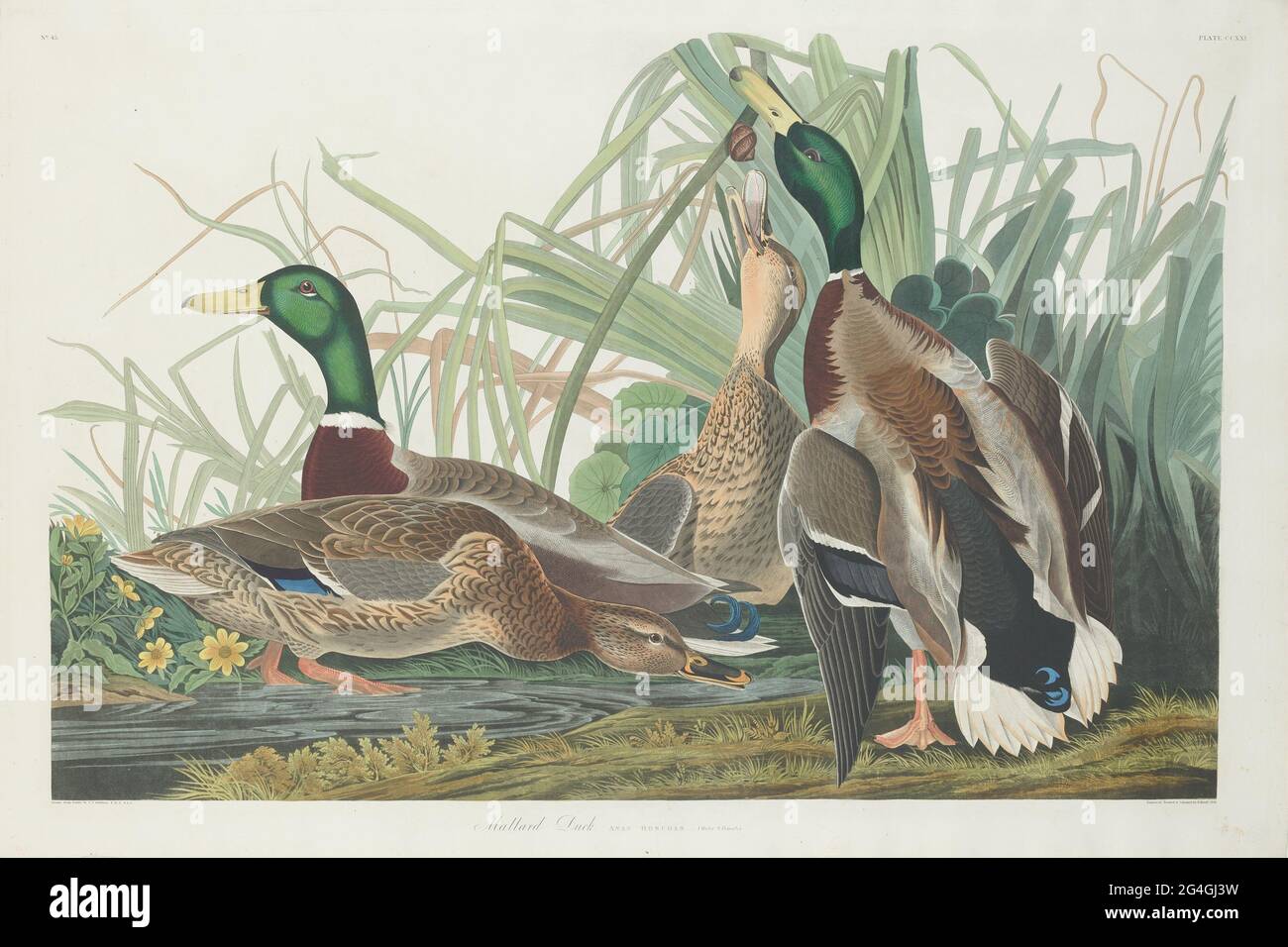 Canard colvert, 1834. Banque D'Images