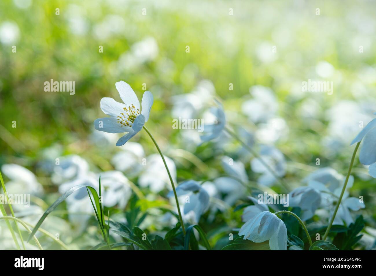 Bois de rêve anémone fleurs sauvages en forêt. Image de mise au point douce une fleur blanche de printemps Anemone Nemorosa Banque D'Images