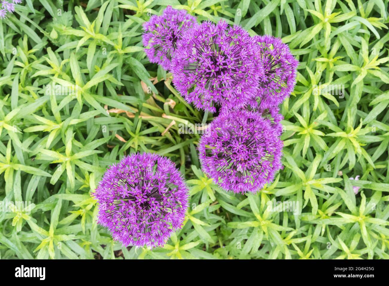 Floraison d'un oignon géant avec un fond vert Banque D'Images