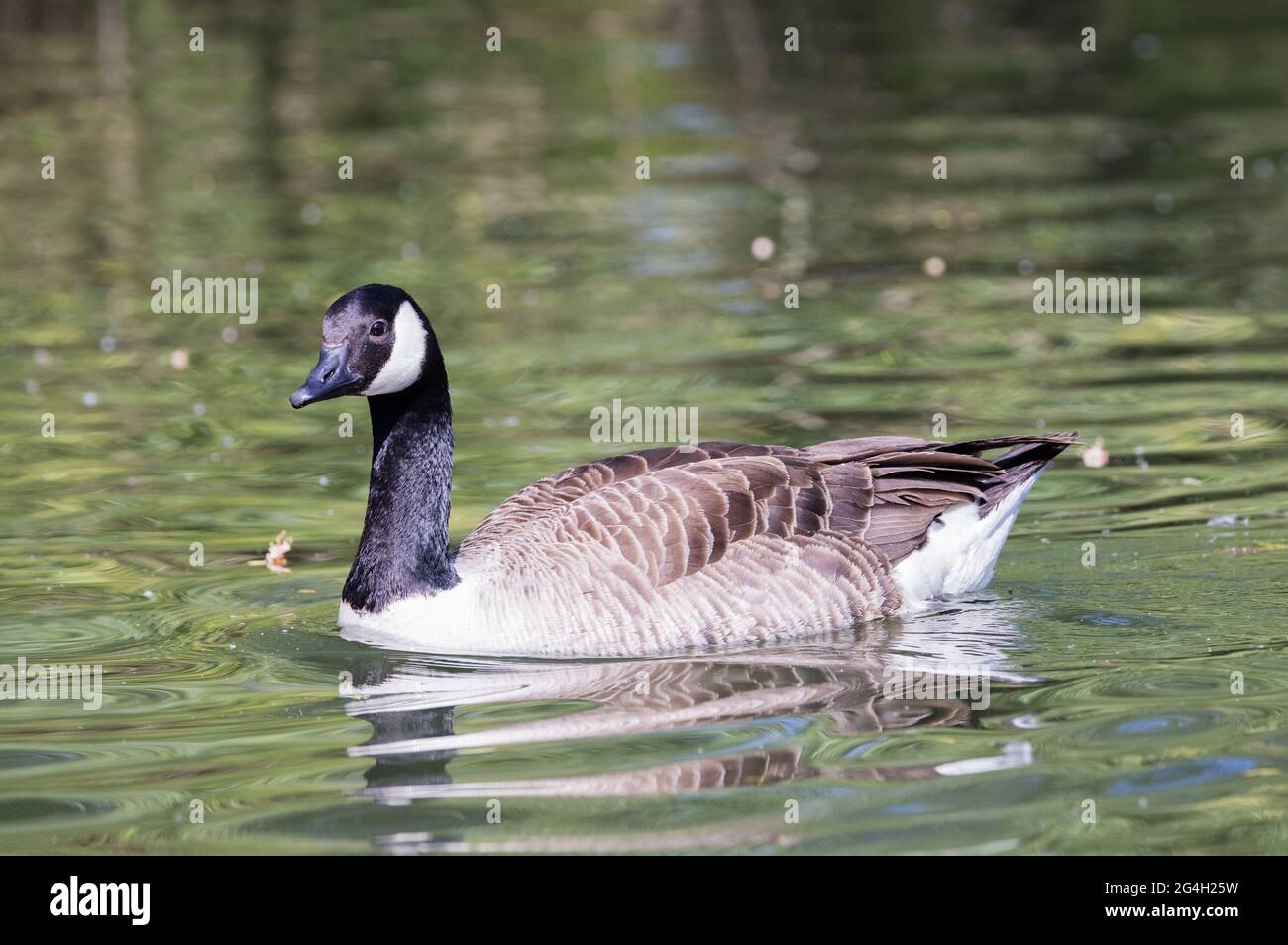 Canada Goose UK - une seule bernache du Canada adulte, Branta canadensis, vue latérale, natation dans un lac, Suffolk UK Banque D'Images