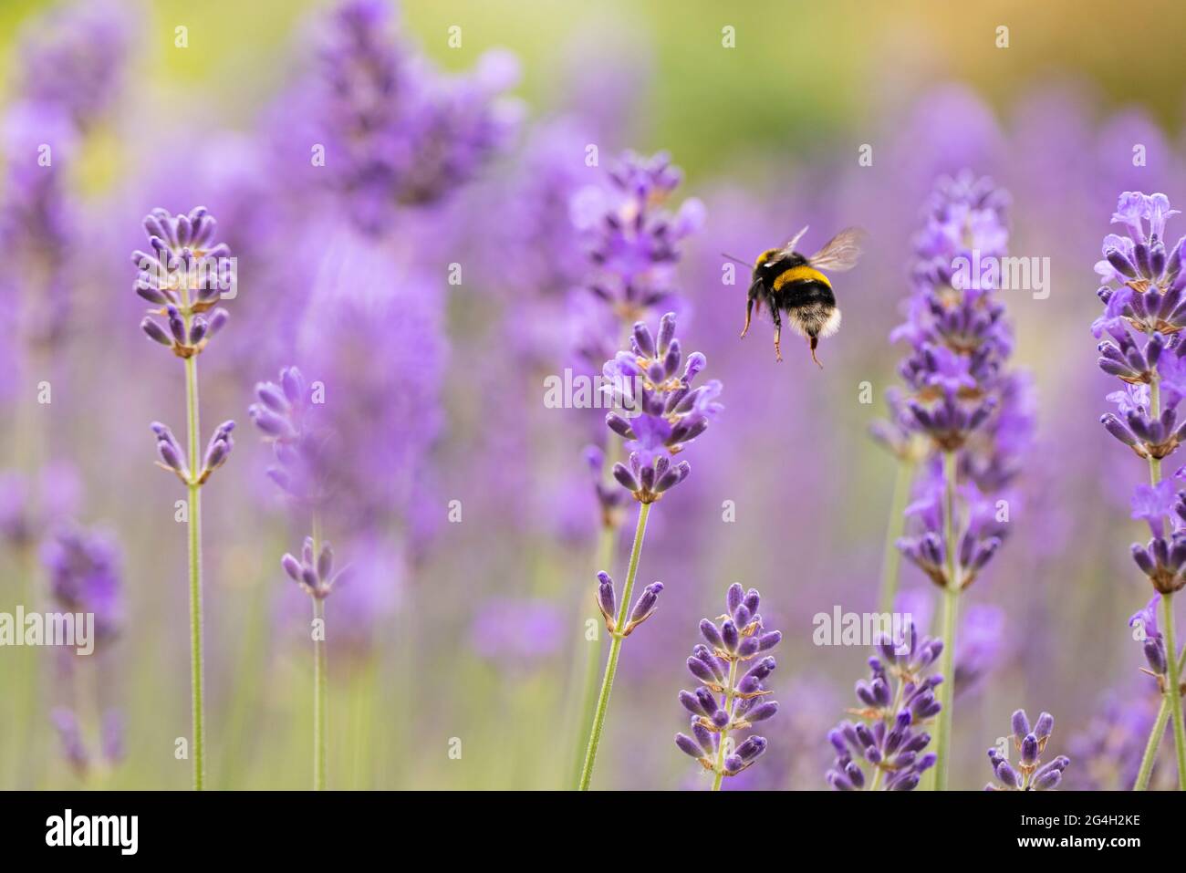 Jardin Bumblebee Bombus volant parmi les lavandula de lavande pourpre dans le jardin anglais à Cambridgeshire, Angleterre, Royaume-Uni Banque D'Images