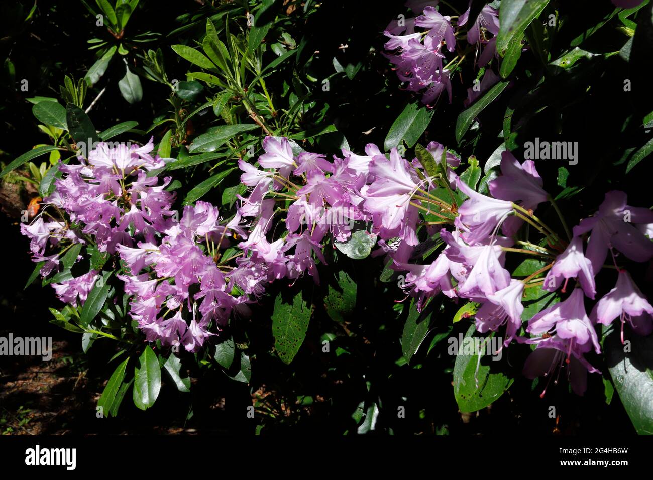Les jardins de Parcevall Hall & Gardens, Skyreholme dans le North Yorkshire. Banque D'Images