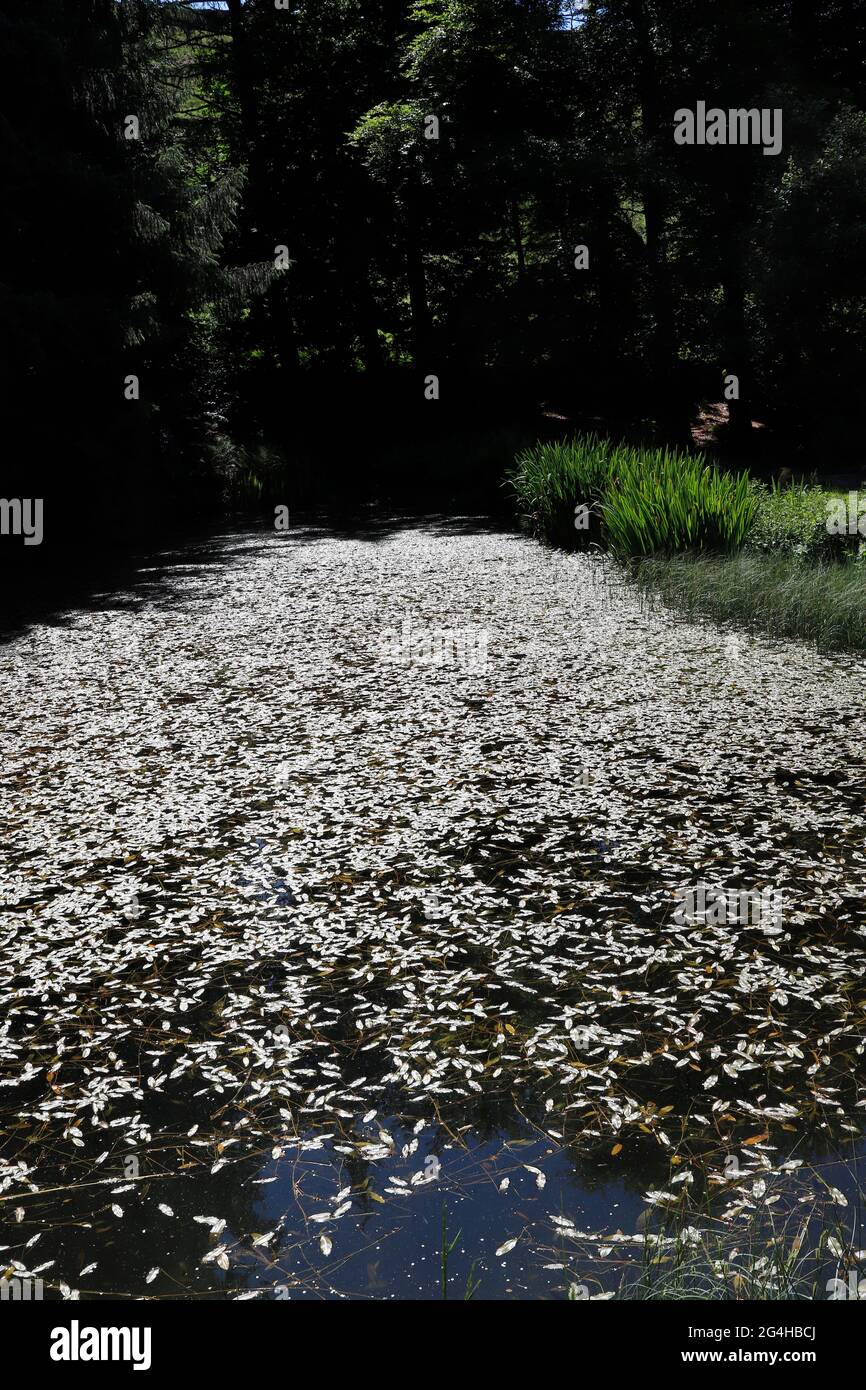 Feuilles mortes sur un étang à Parcevall Hall & Gardens à Skyreholme dans le North Yorkshire. Banque D'Images