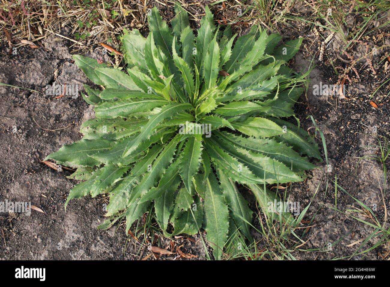 Mauvaise herbe Sonchus asper. Un autre nom champ chardon-Marie, chardon-Marie, chardon-Marie vivace, chardon-Marie, dindle, ouguaded. Banque D'Images