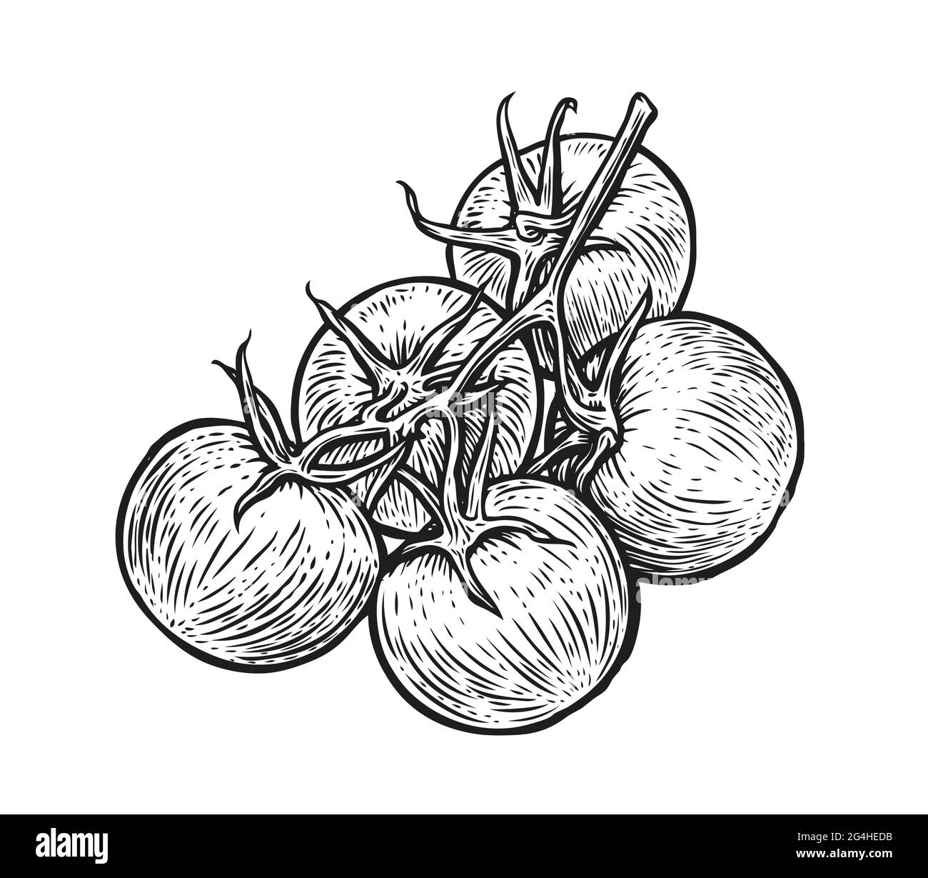 Tomates en branche. Légumes dessinés à la main dans le croquis. Illustration vectorielle Illustration de Vecteur