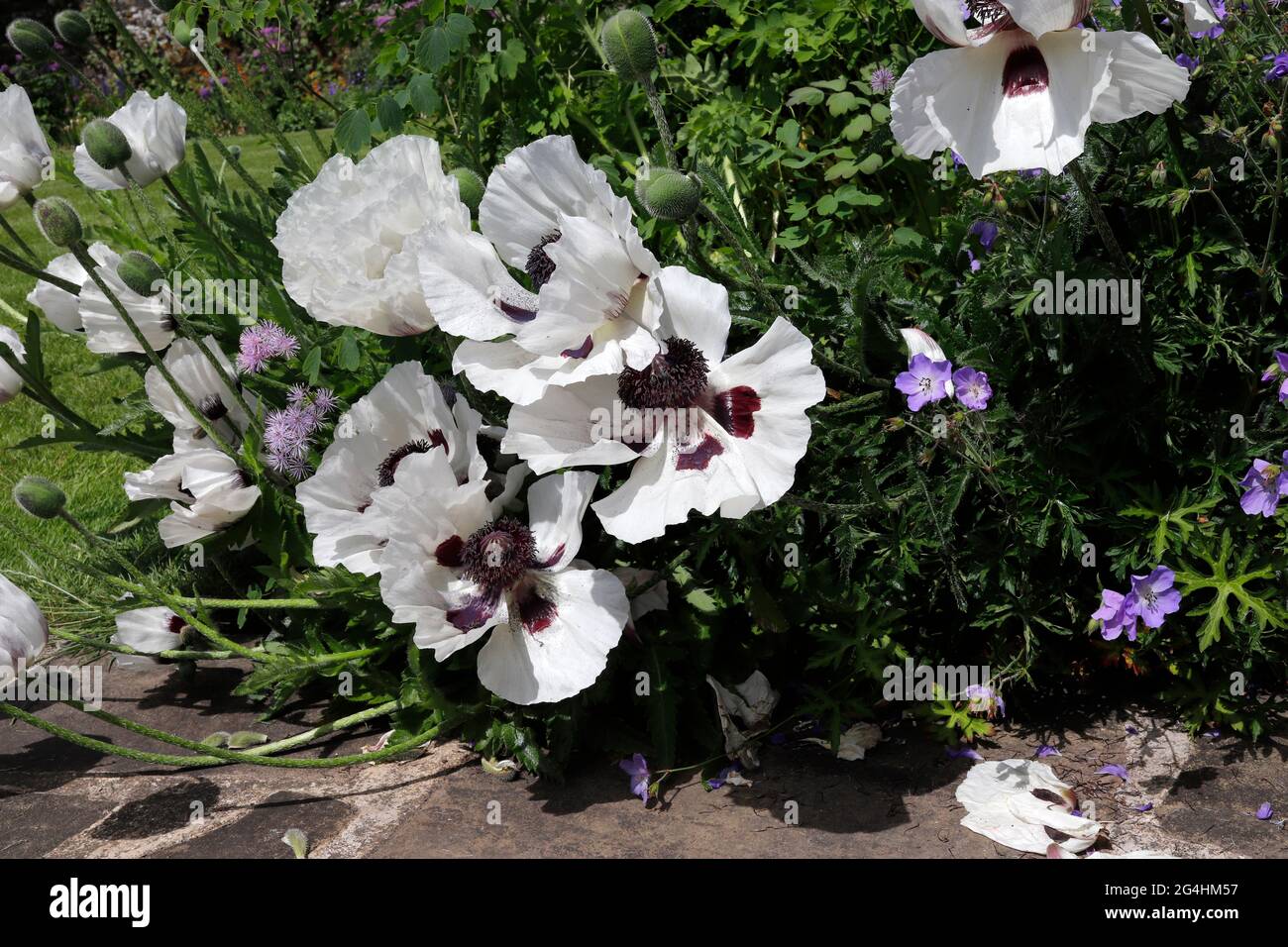 Coquelicots orientaux au Parcevall Hall & Gardens, Skyreholme dans le North Yorkshire. Banque D'Images