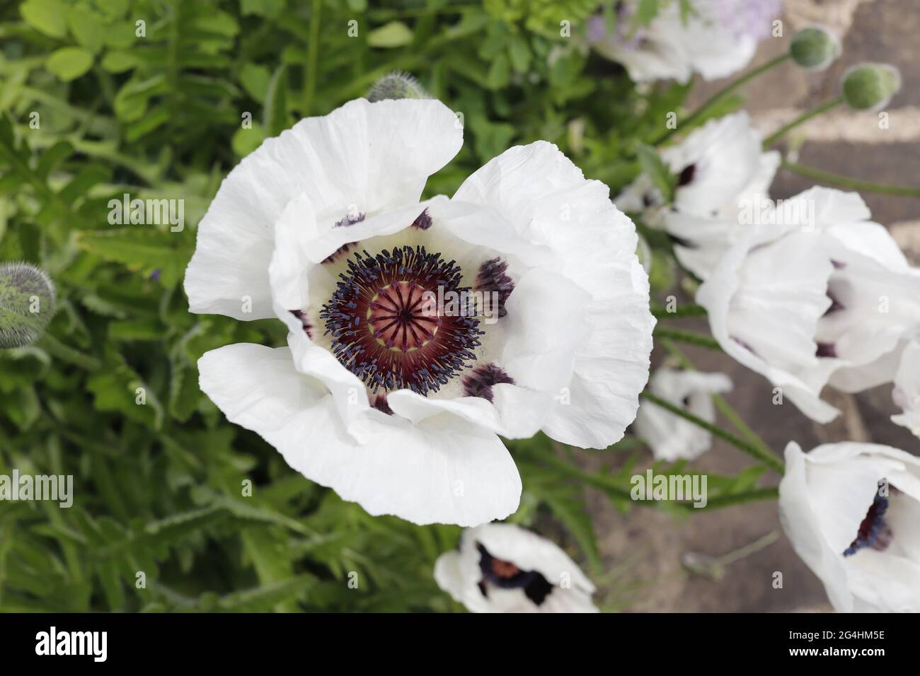Coquelicots orientaux au Parcevall Hall & Gardens, Skyreholme dans le North Yorkshire. Banque D'Images