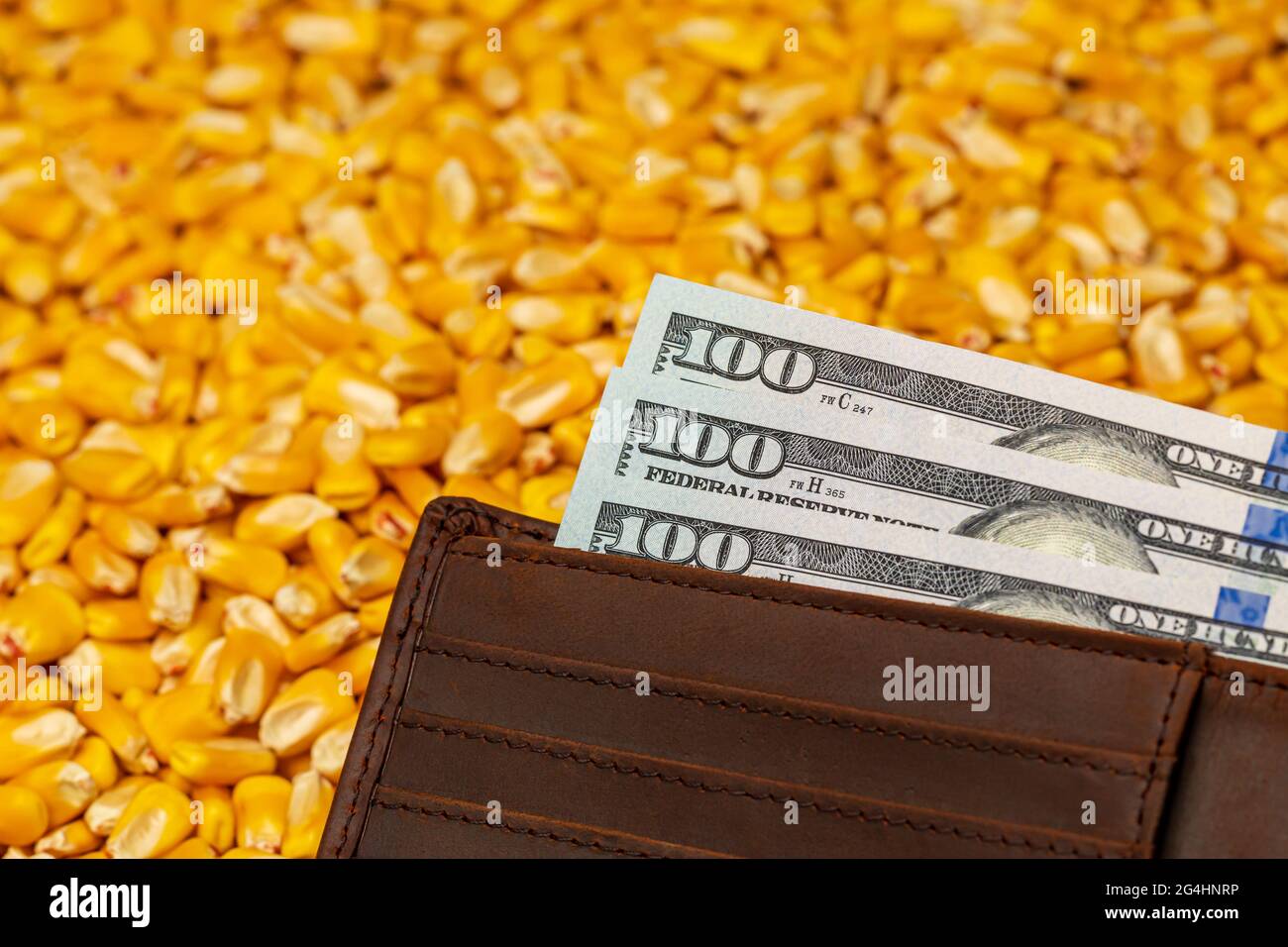 Grains de maïs et portefeuille avec argent liquide. Concept de commerce du prix du maïs et du marché des produits de base, et revenu agricole Banque D'Images