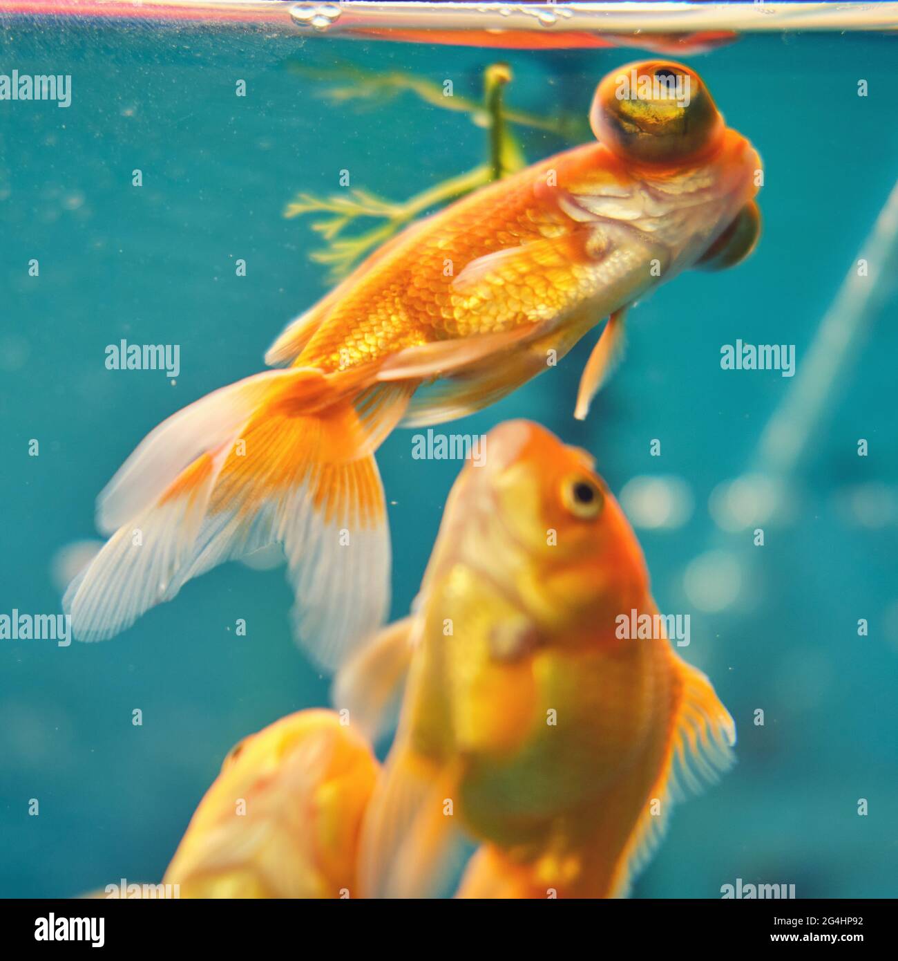 Voilehvost et la pêche à l'or attaquent derrière le verre dans un aquarium bleu, en gros plan Banque D'Images