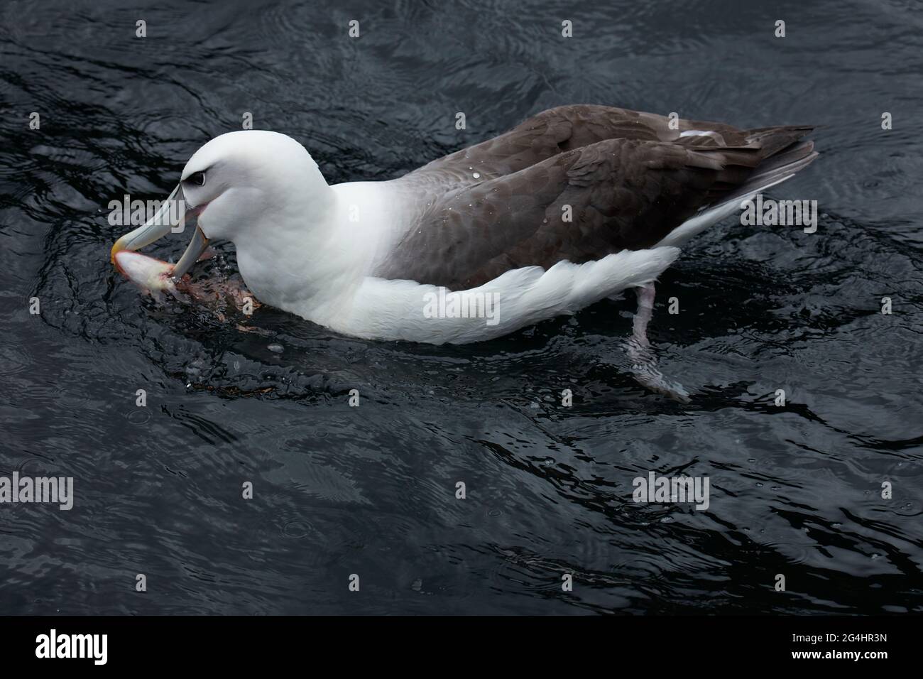 Mollymawk à capuchon blanc (tiy Albatross), Doubtful Sound, parc national du Fiordland, Île du Sud, Nouvelle-Zélande Banque D'Images