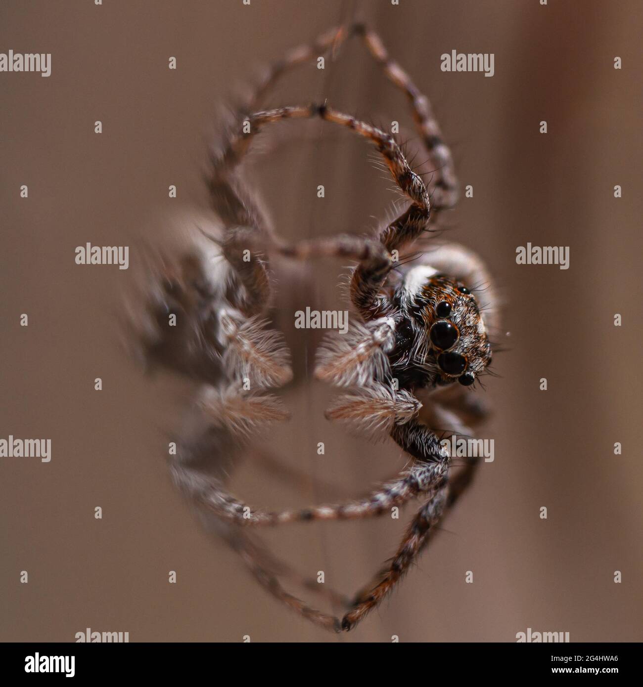 Gros plan d'une araignée de saut Menemerus semilimbatus Banque D'Images