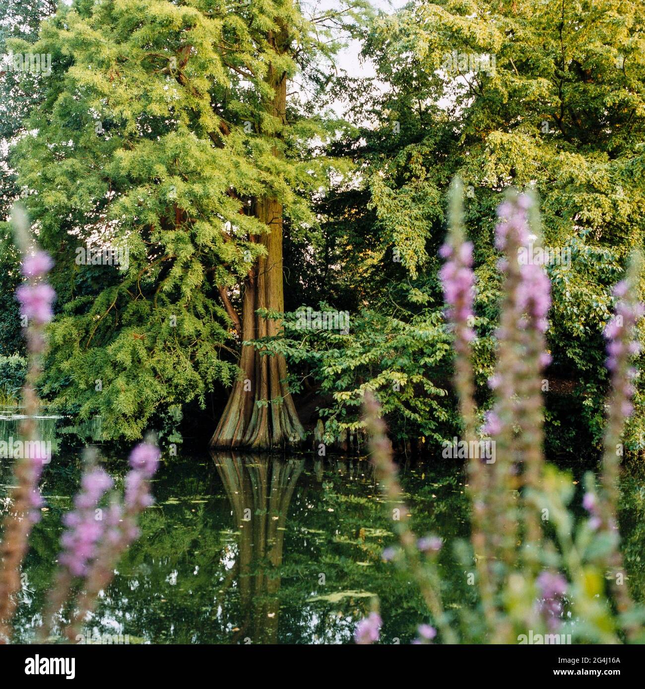 GRANDE-BRETAGNE / Angleterre / Londres / Royal Botanic Gardens Kew / Lac dans Kew Garden. Banque D'Images
