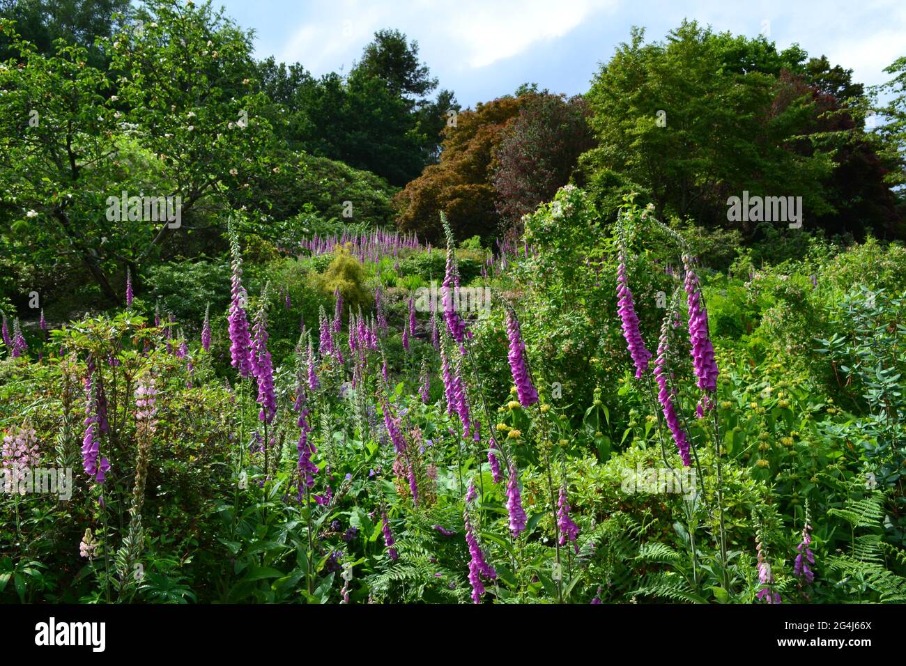 Foxgloves et la couleur en juin à Emmetts Garden, National Trust jardin près de IDE Hill et Brasted avec de belles vues Banque D'Images