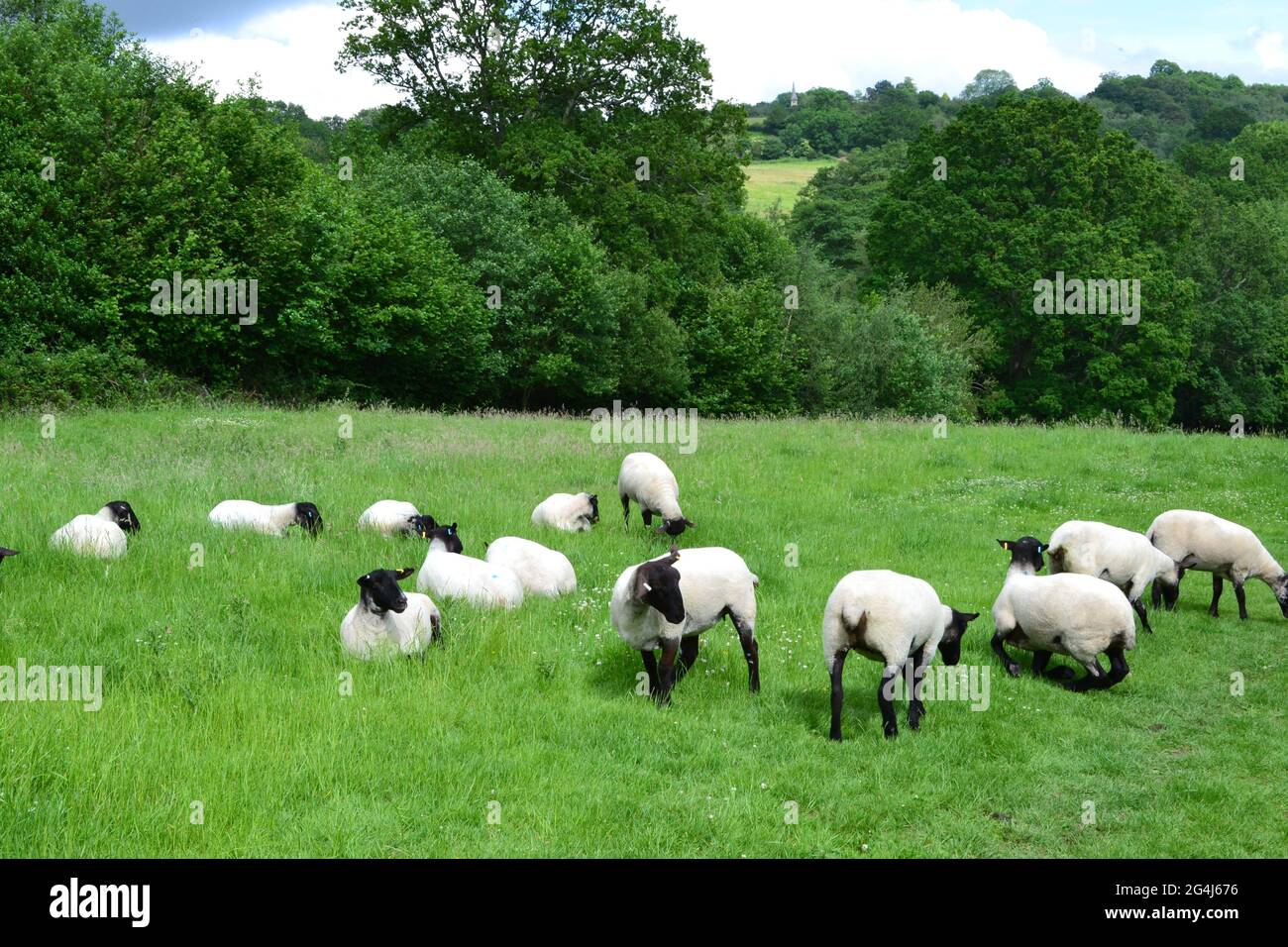 Petit troupeau de moutons Bleu du Maine à IDE Hill, Kent, par Scord Wood sur la crête de Greensand, Kent Weald, près de Westerham/Sevenoaks Banque D'Images