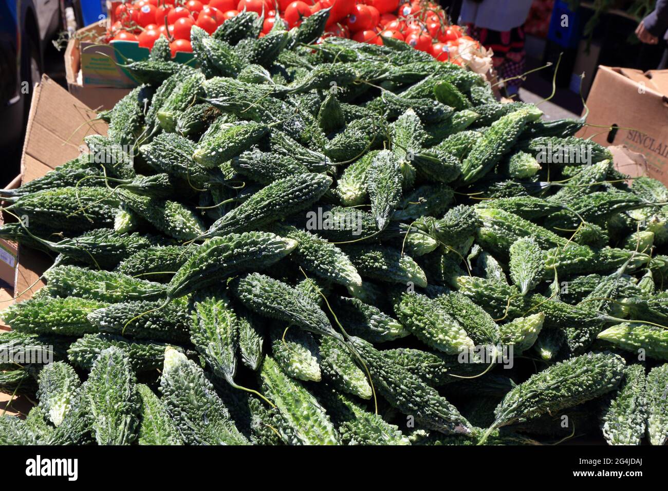 Melon amer indien (Momordica charantia), Banque D'Images