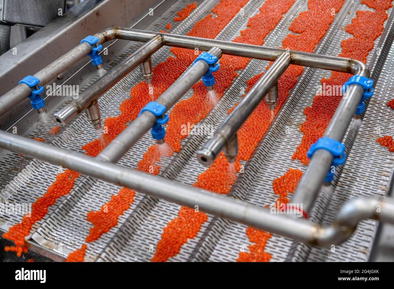 Processus de production de caviar rouge. Plateau vibrant Banque D'Images Processus de production de caviar rouge. Plateau vibrant Banque D'Images