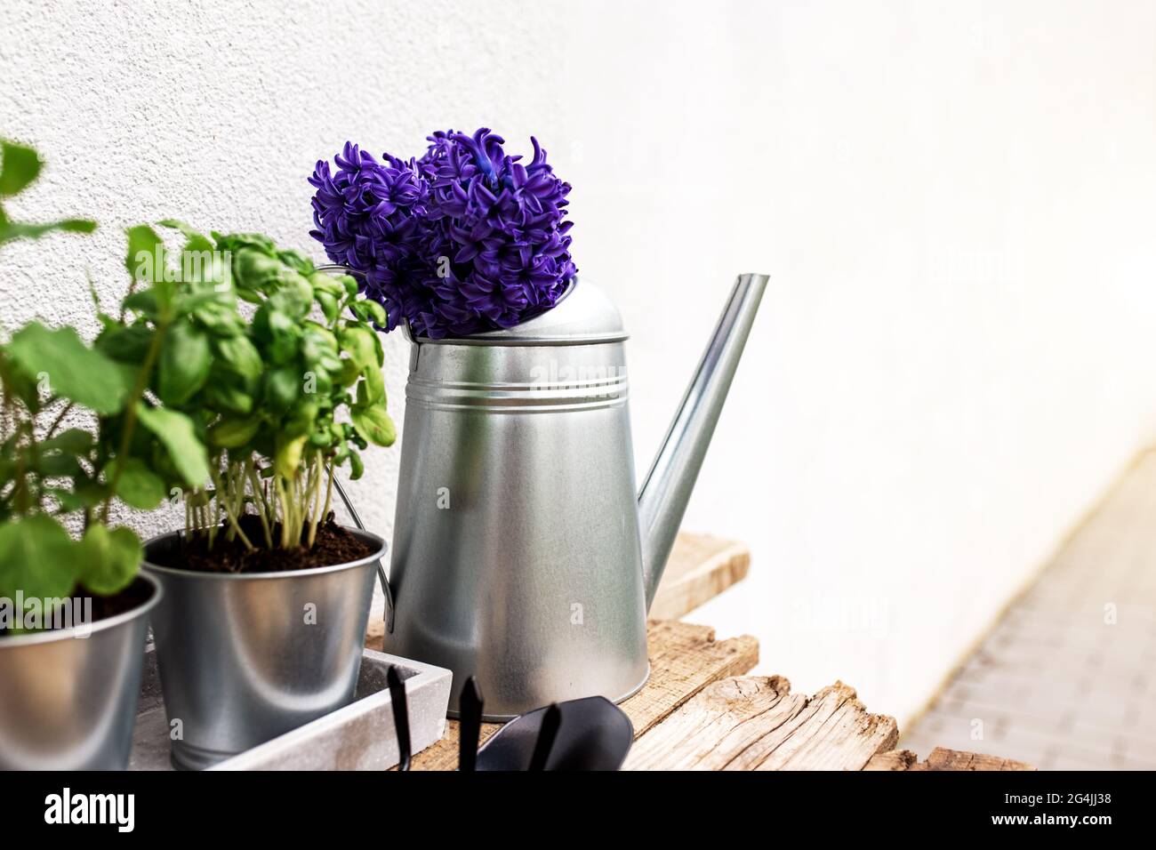 Jardinage concept hobby, jacinthe bleu violet, menthe verte et herbes de basilic dans pot en métal dans plateau en béton, petite fourche de jardin ou râteau et pelle, wa Banque D'Images