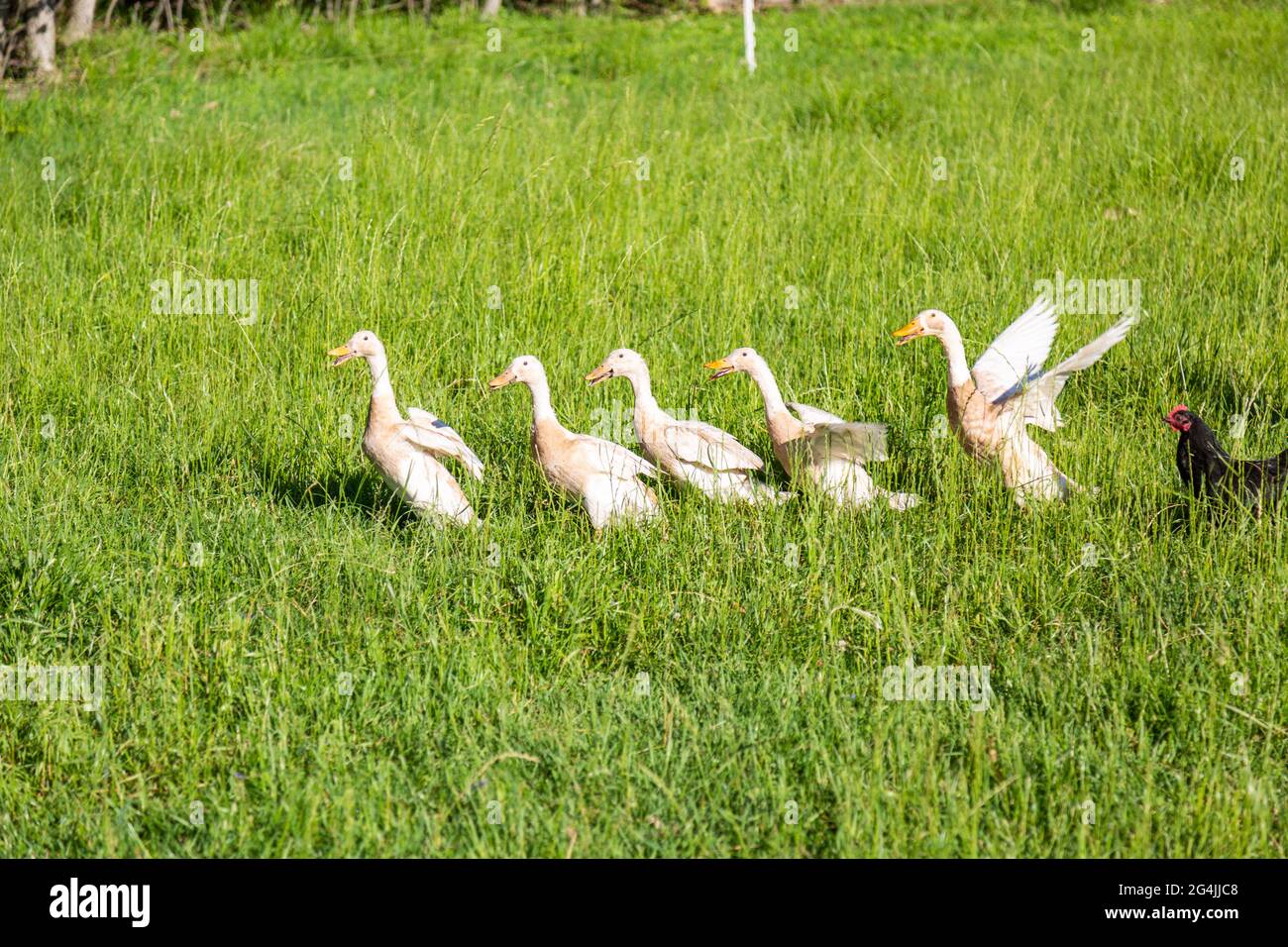 Un poulet noir suit cinq canards blancs de race indienne à travers la grande herbe de leur ferme biologique du comté de DeKalb près de Spencerville, Indiana, États-Unis. Banque D'Images