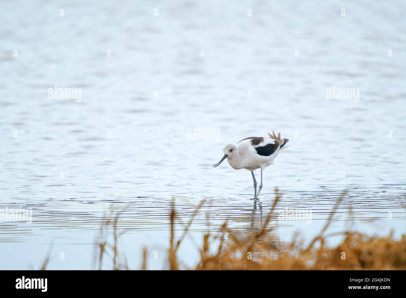 Chasse à l'avocat américain (Recurvirostra americana) dans la réserve naturelle nationale de Bombay Hook. Delaware. ÉTATS-UNIS Banque D'Images Chasse à l'avocat américain (Recurvirostra americana) dans la réserve naturelle nationale de Bombay Hook. Delaware. ÉTATS-UNIS Banque D'Images