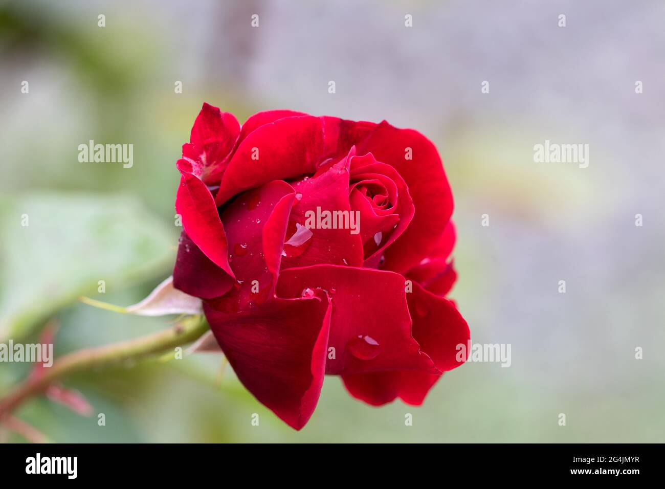 Grandes roses rouges chaudes, gouttes d'eau de pluie sur pétales de rose. Été, rosiers odorants, écarlate sur fond flou de brousse de rose décidue sombre en été Banque D'Images