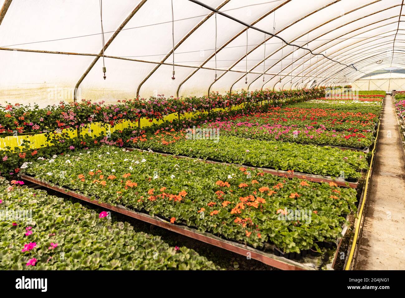 Glasshouse avec pelargoniums. Geraniums croissant dans une serre. Concepts de jardinage, de printemps et de vente au détail Banque D'Images