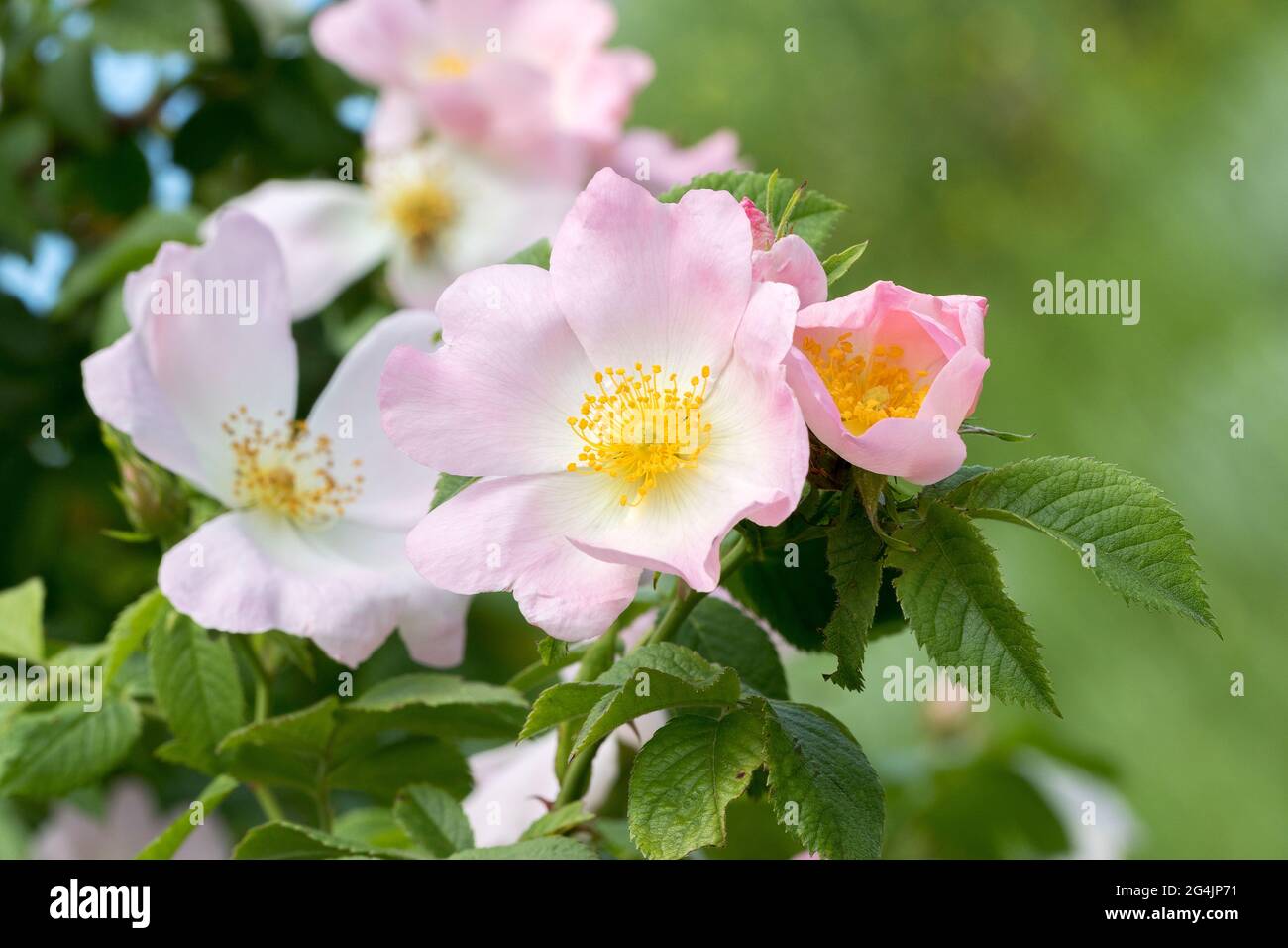 Fleur de rosehip. Bush rosehip fleuri lors d'une journée ensoleillée d'été, gros plan. Fleurs délicatement roses sur une branche de hanches roses. Banque D'Images