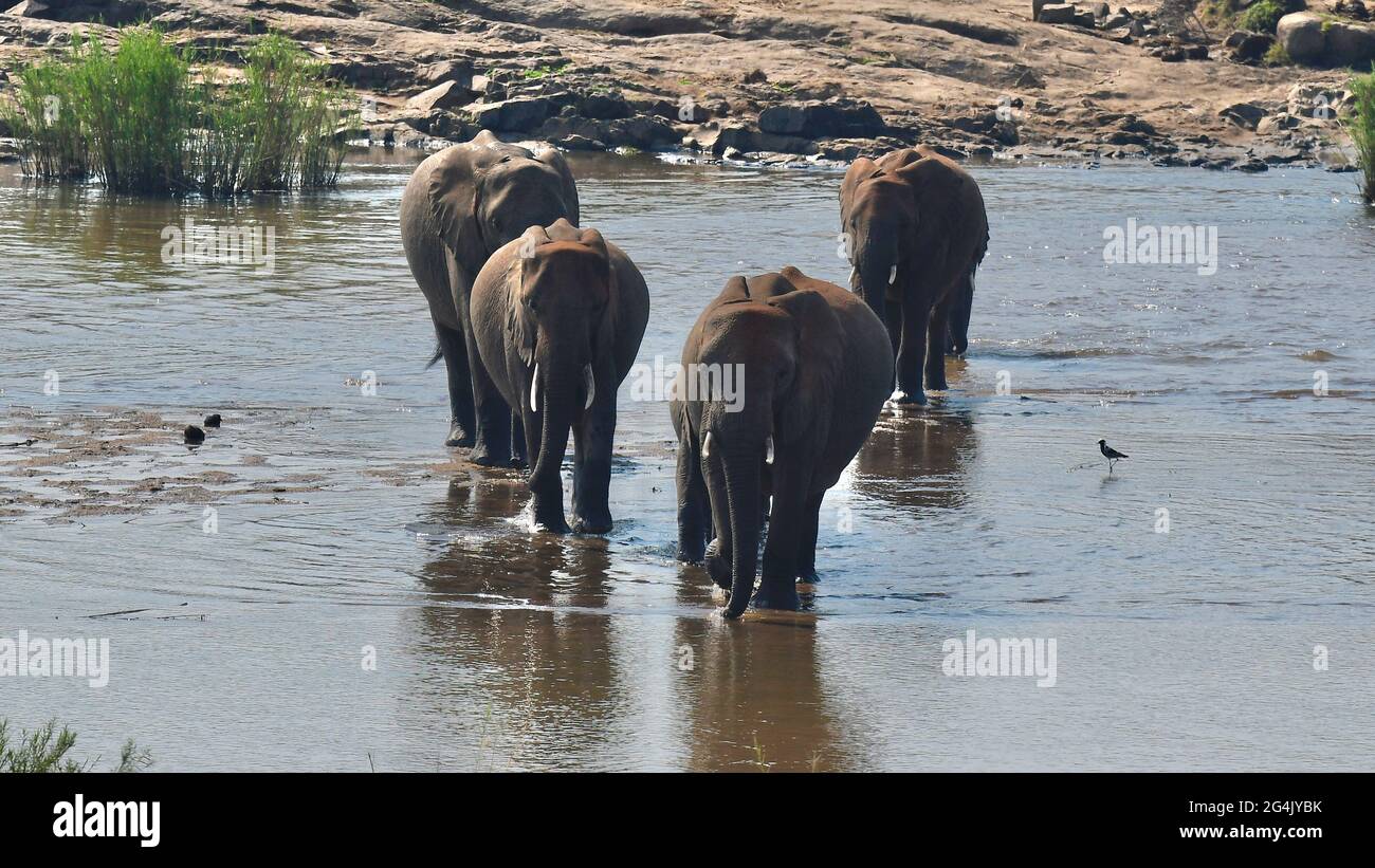 Famille d'éléphants traversant la rivière Sabi dans le parc Kruger, Afrique du Sud Banque D'Images