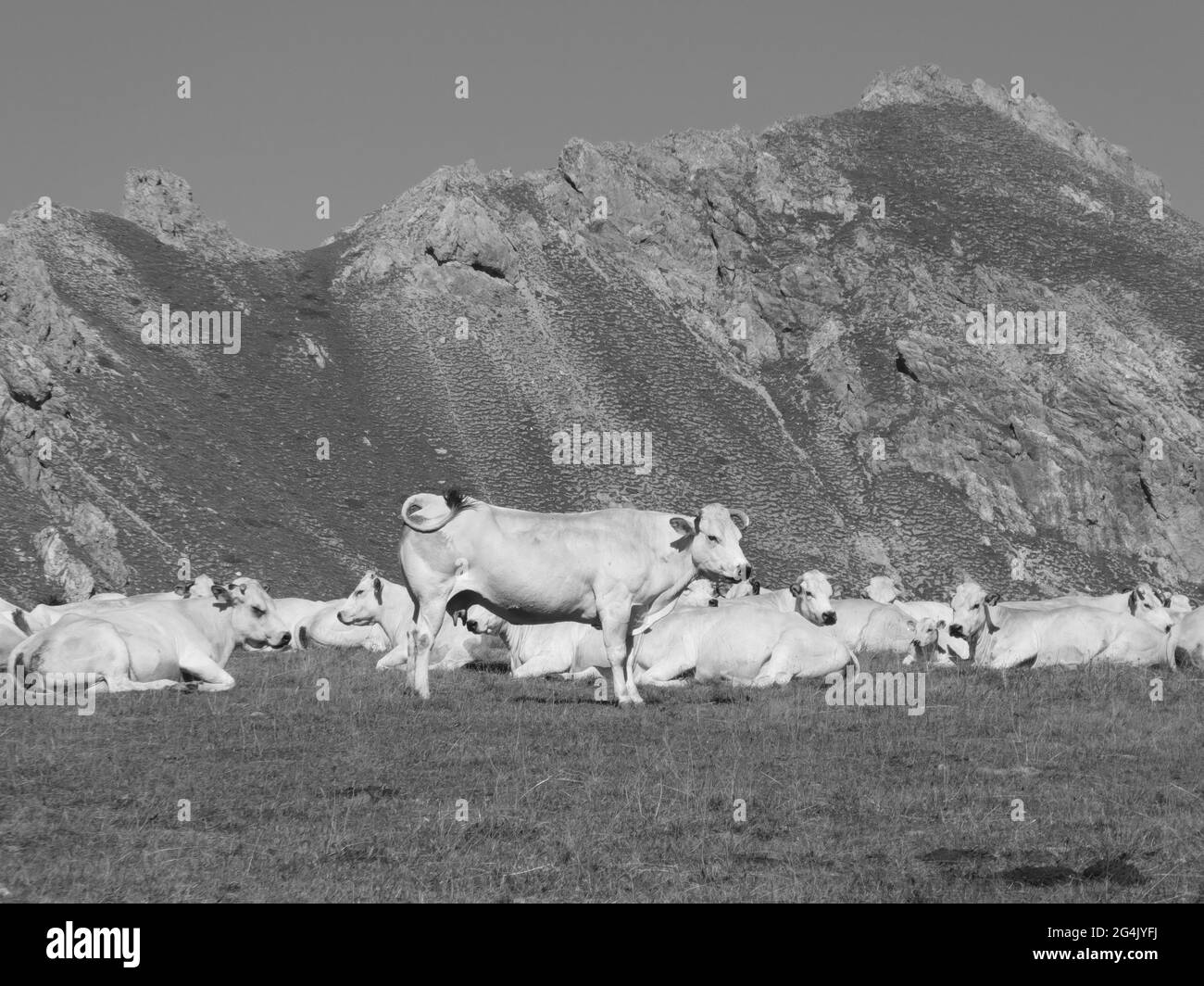 Troupeau de vaches se reposant devant la chaîne de montagnes Banque D'Images