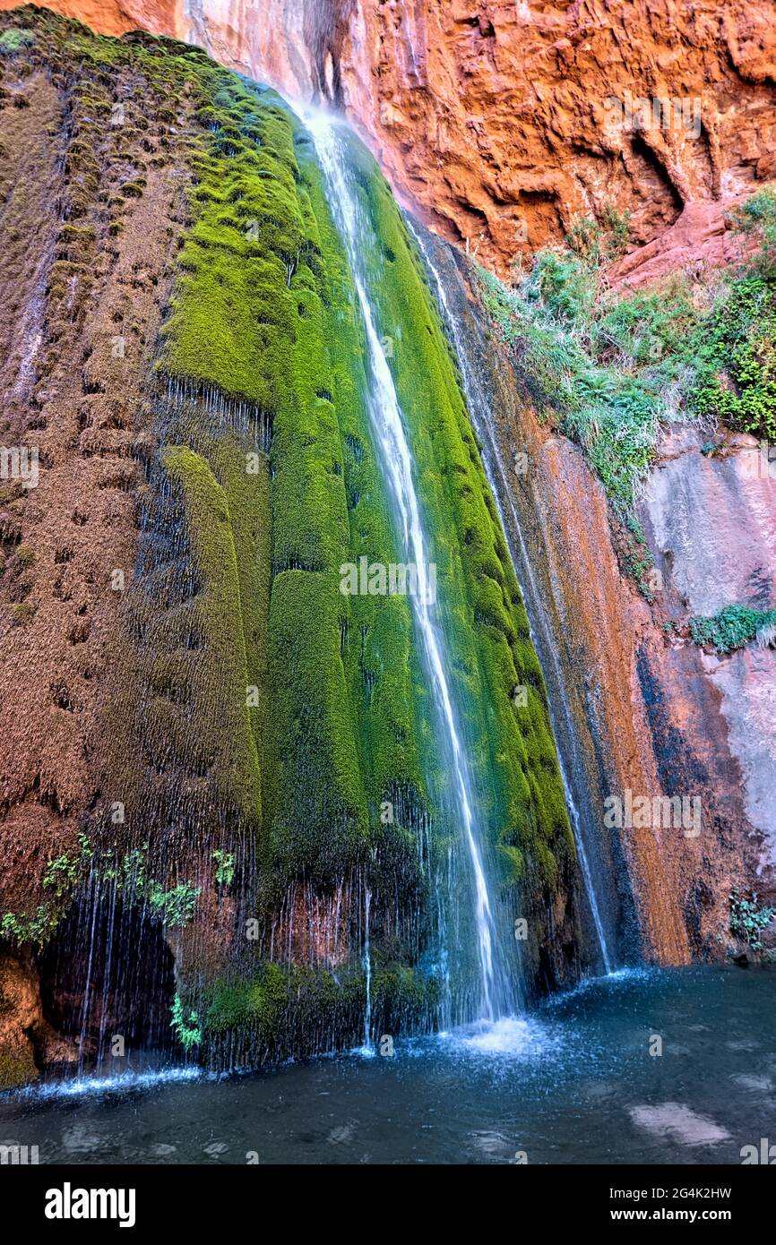 Moss on Ribbon Falls, parc national du Grand Canyon, Arizona, États-Unis Banque D'Images