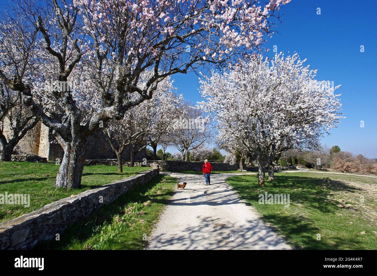 FRANCE, VAR (83) LES AMANDIERS FLEURISSENT DEVANT UN ANCIEN PRIEURÉ DE BAUDINARD Banque D'Images