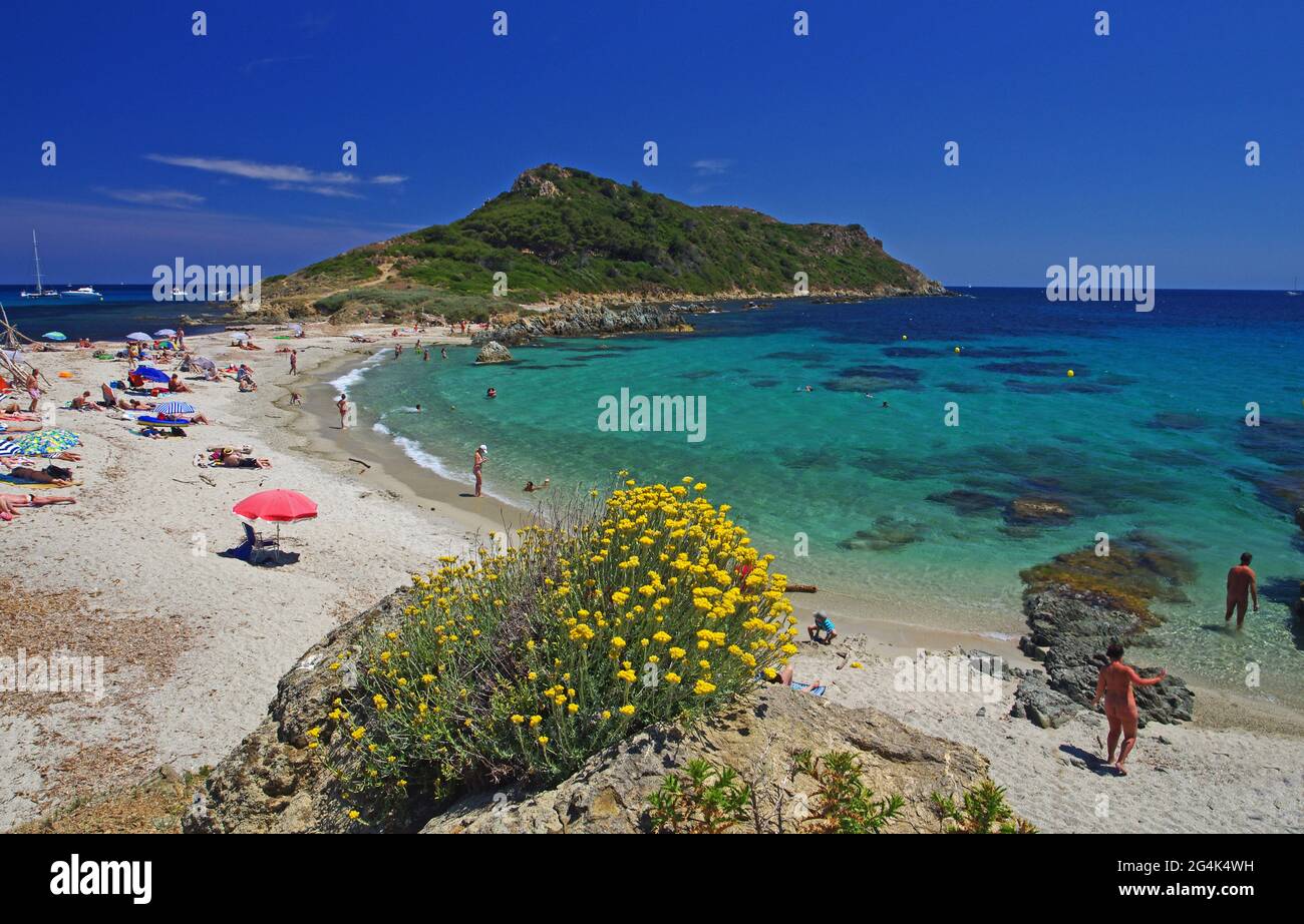 FRANCE. VAR (83) TITRE DE TAILLAT, RAMATUELLE Banque D'Images